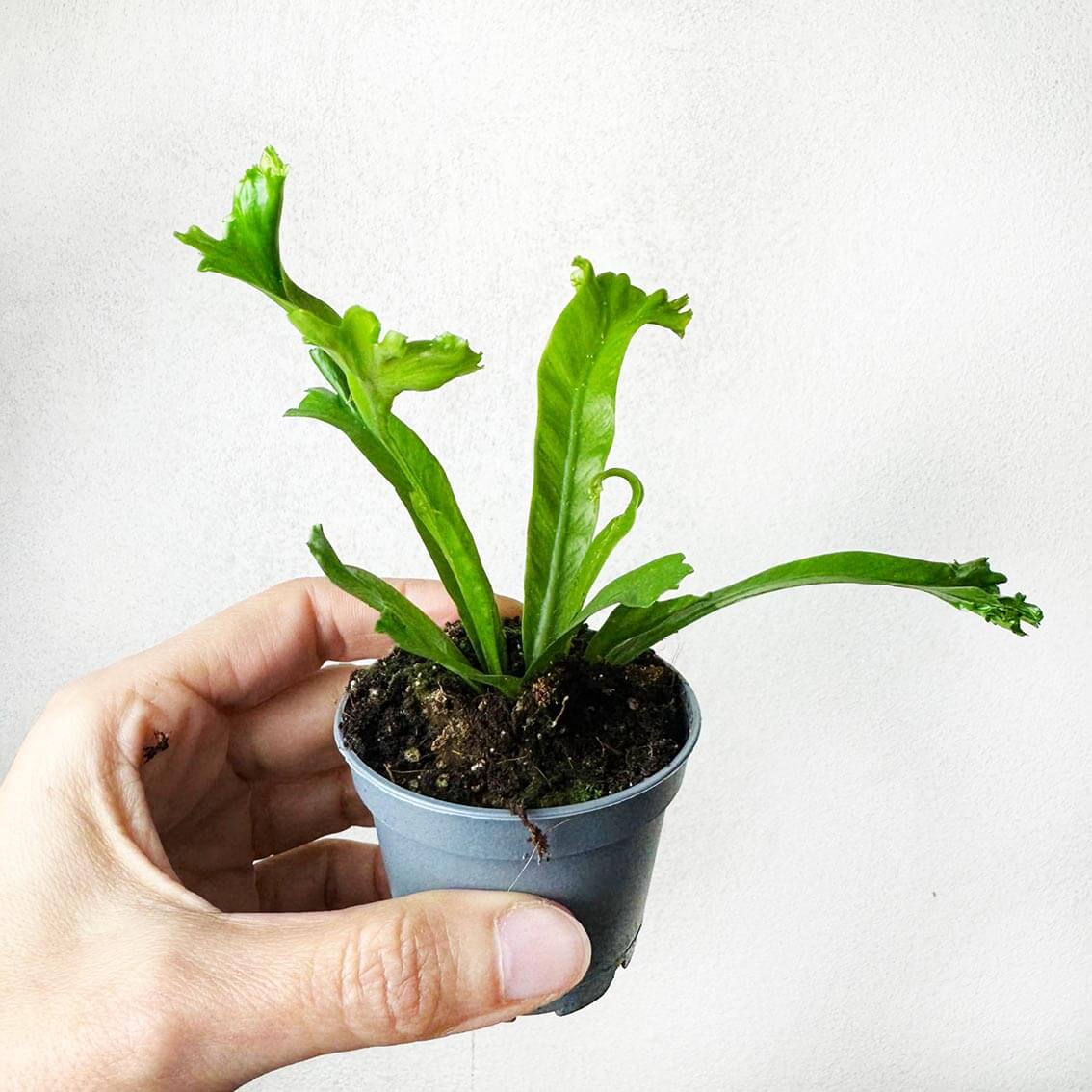 Asplenium Antiquum Leslie