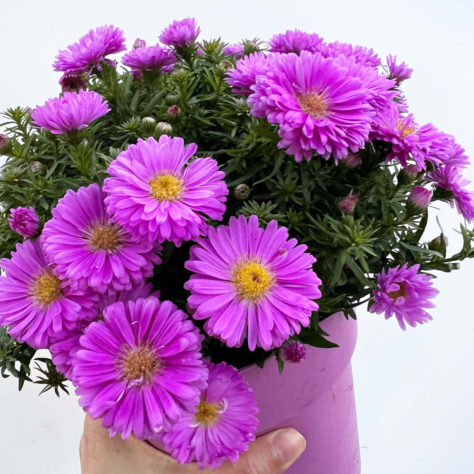 Aster Dumosus  Alpha Light Pink