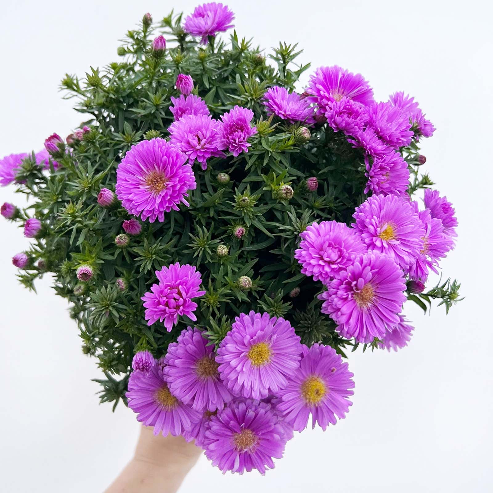 Aster Dumosus  Alpha Light Pink