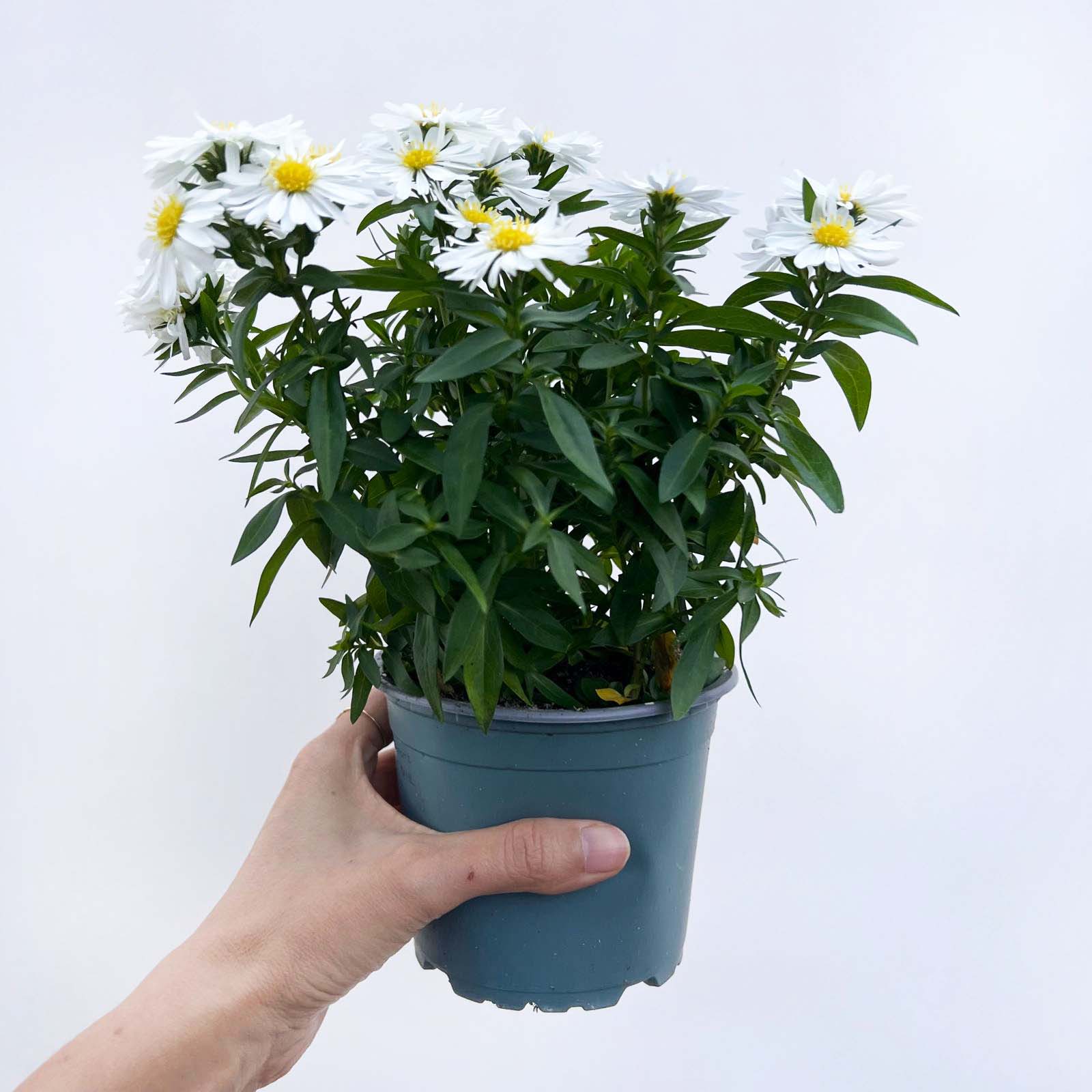 Aster novi-belgii Starletta (Settembrino) /bianco
