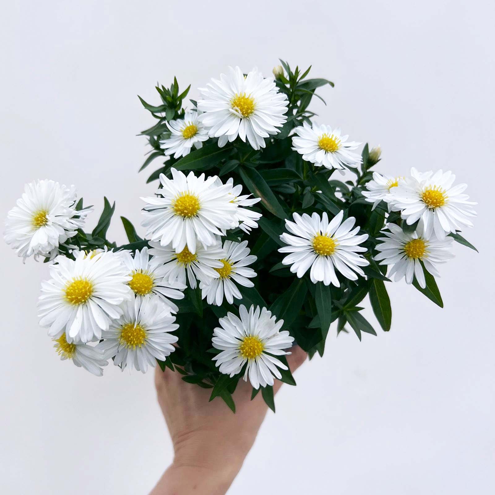 Aster novi-belgii Starletta (Settembrino) /bianco