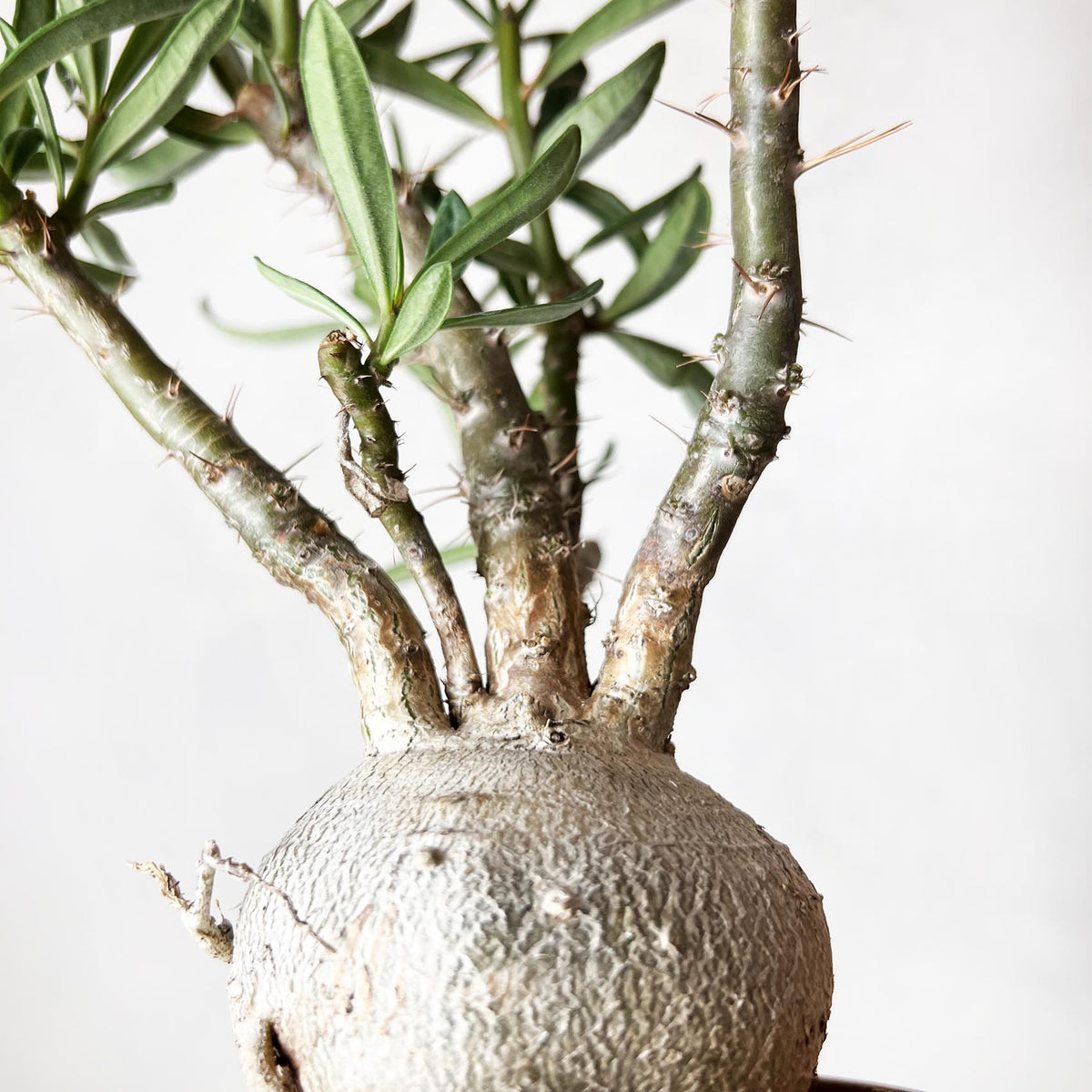 Pachypodium bispinosum