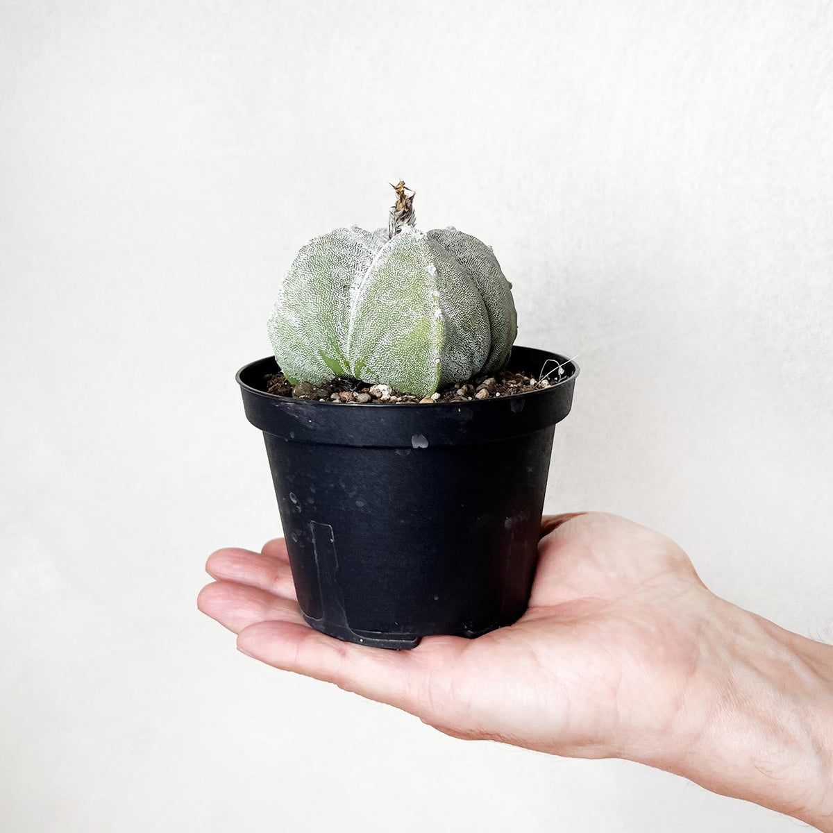 Astrophytum Myriostigma