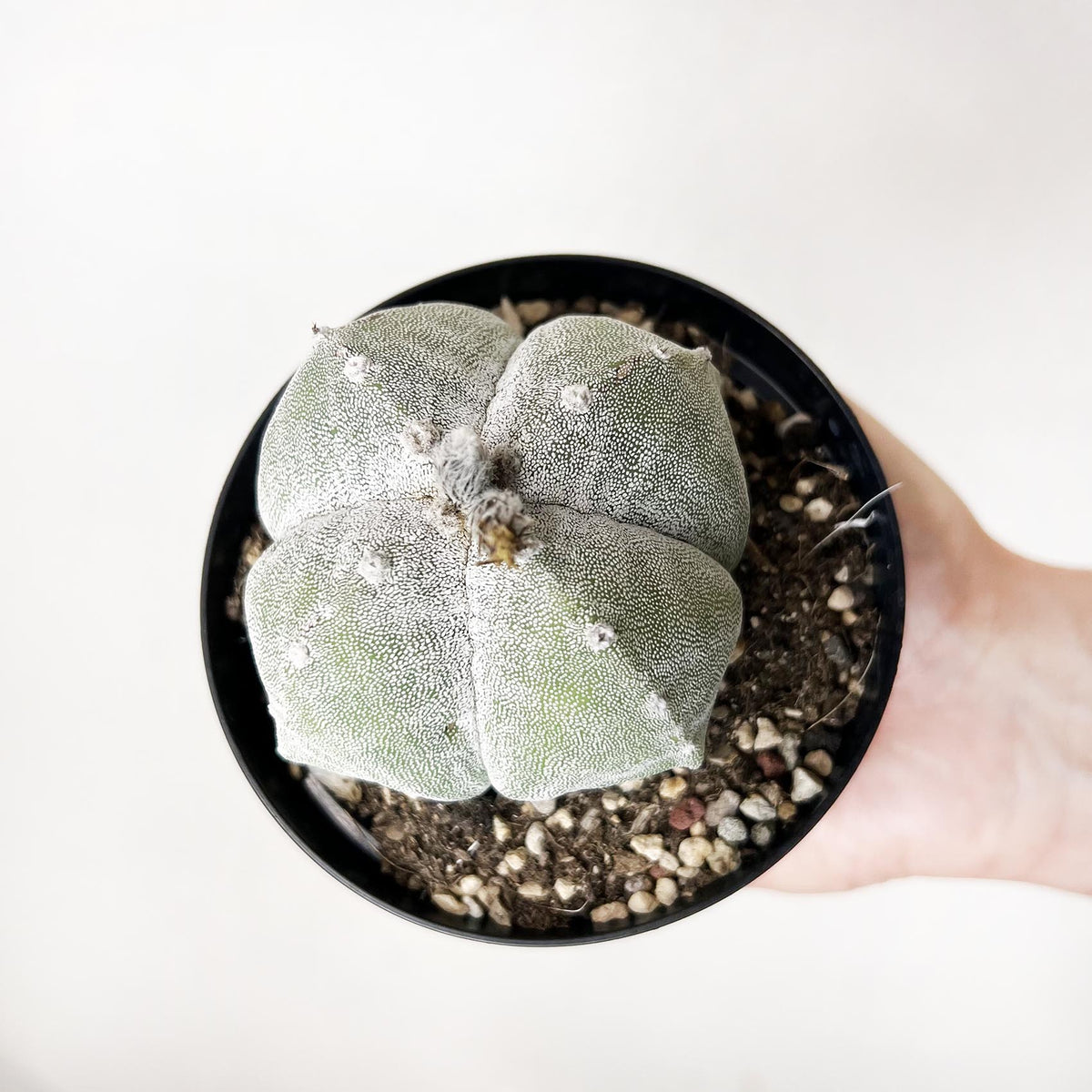 Astrophytum Myriostigma