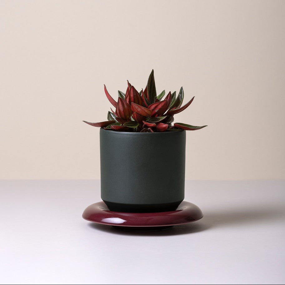 Vaso LILY /forest night