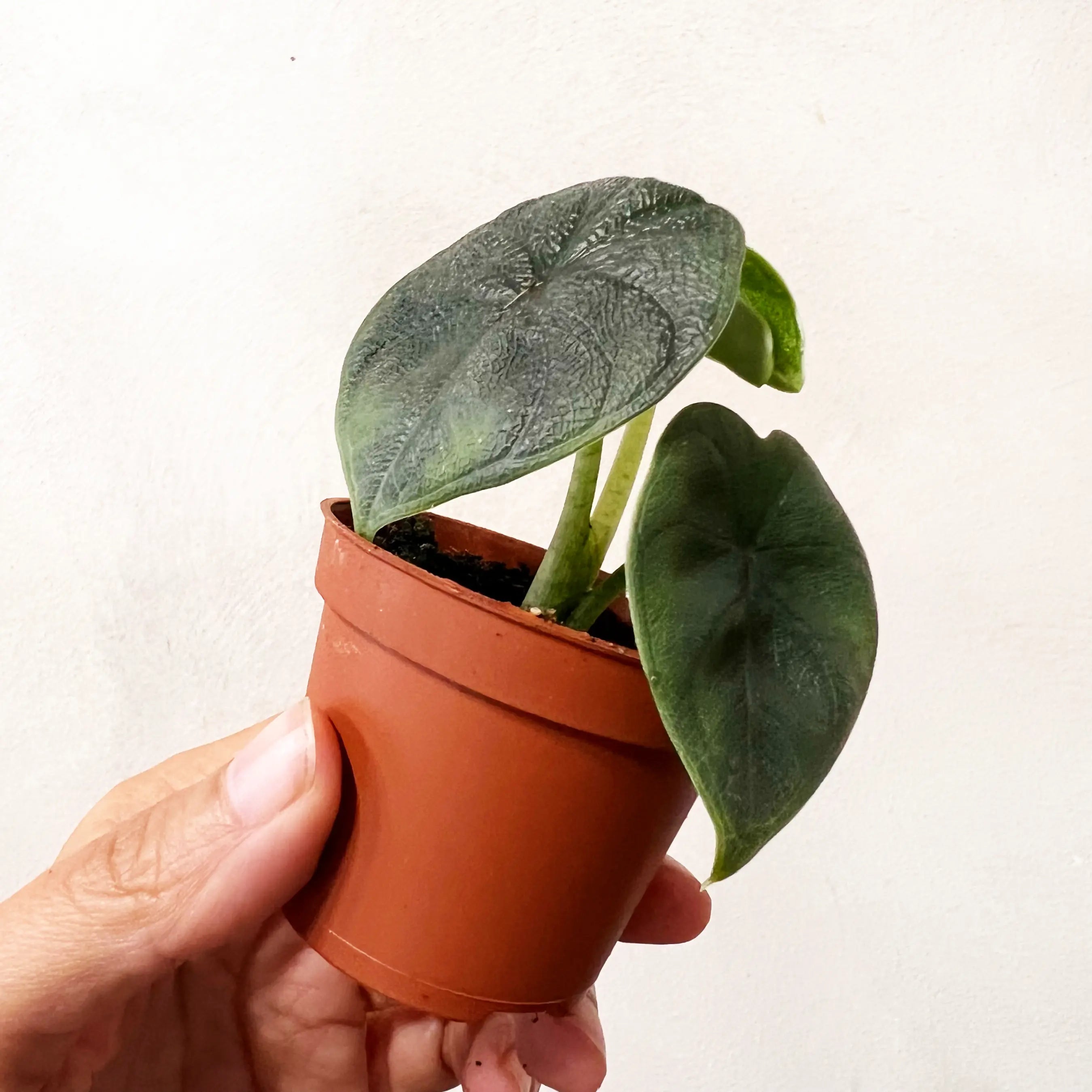 Baby Alocasia Melo