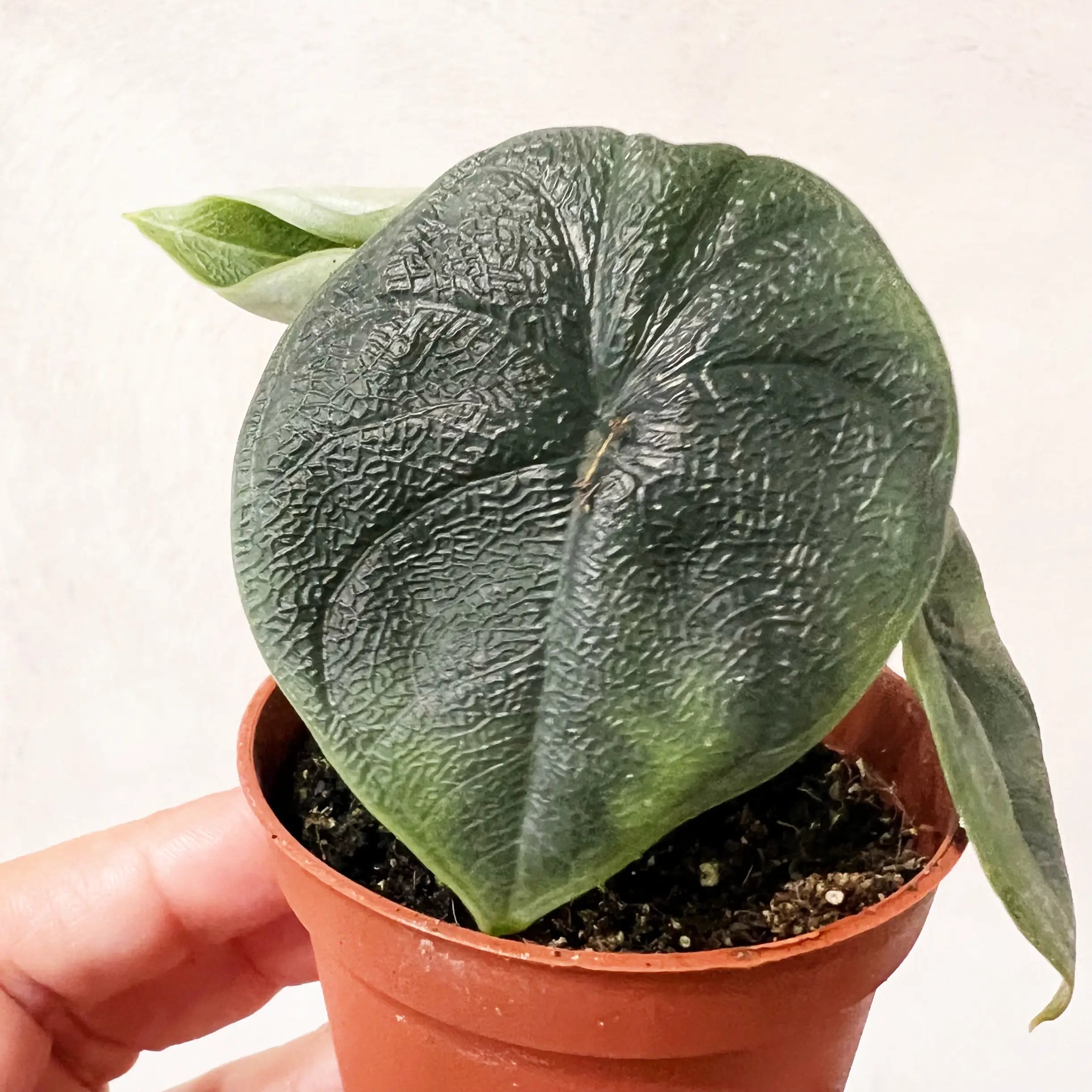 Baby Alocasia Melo