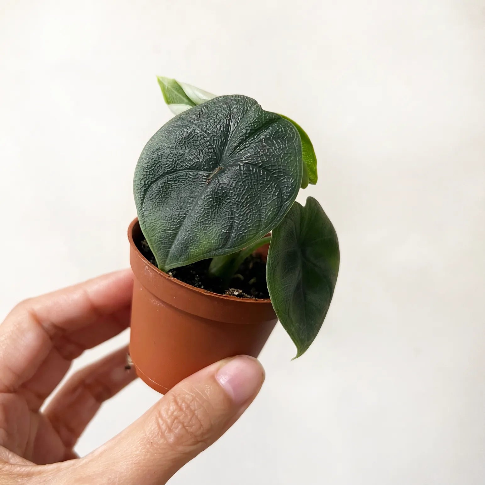 Baby Alocasia Melo
