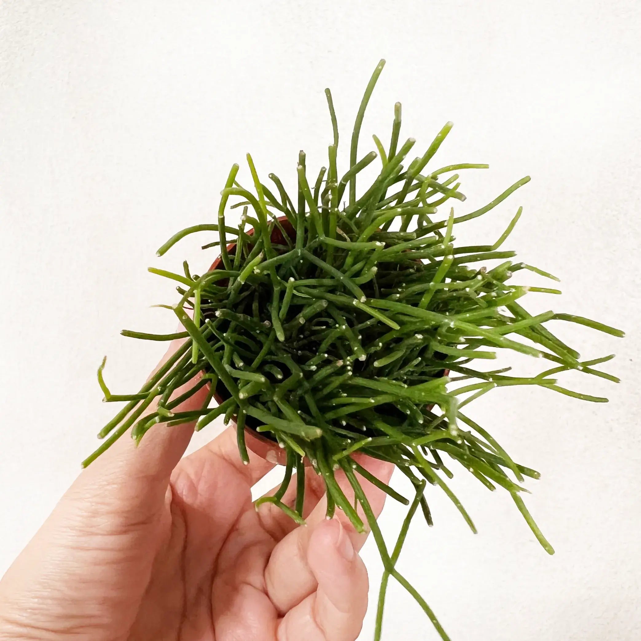 baby Rhipsalis baccifera Oasis