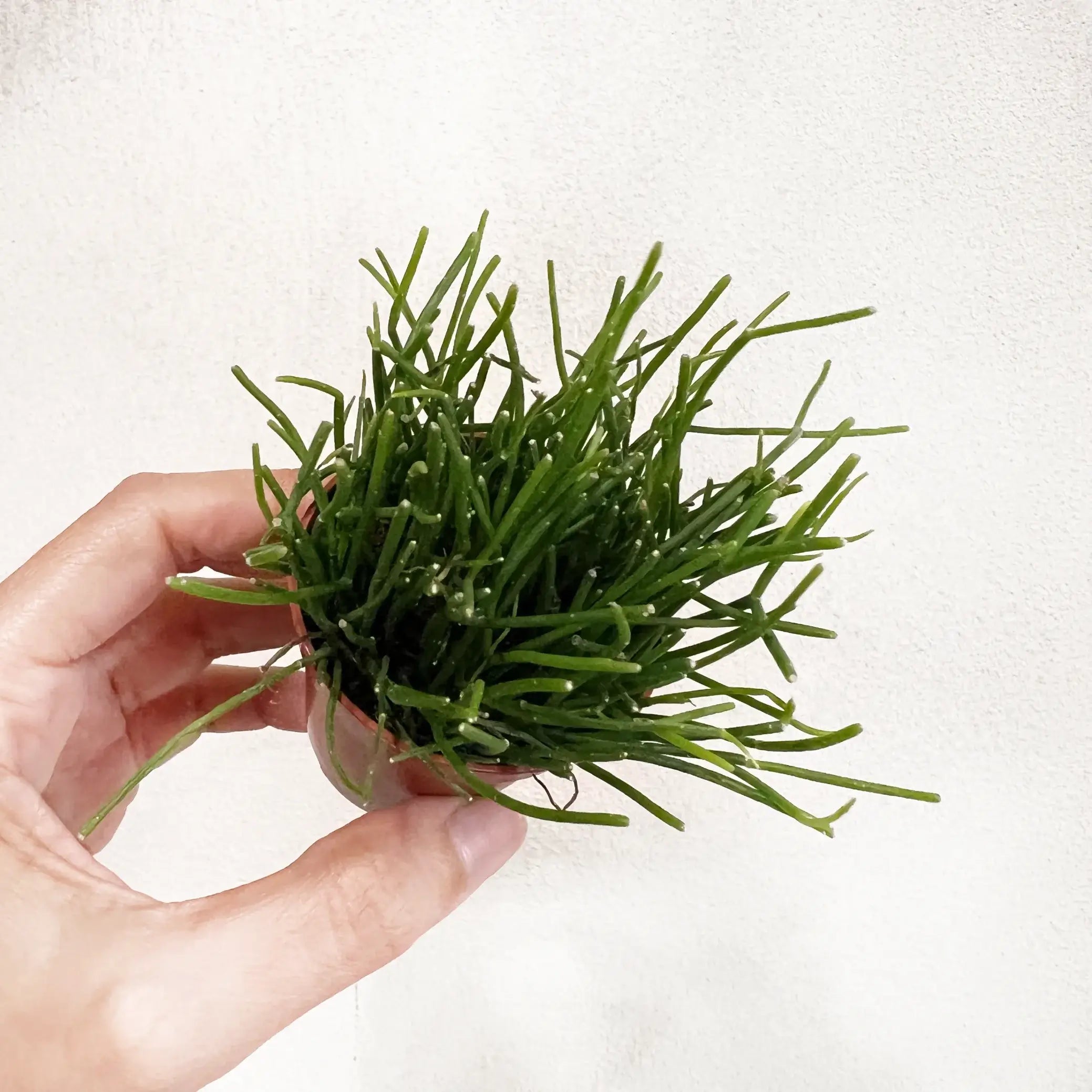 baby Rhipsalis baccifera Oasis