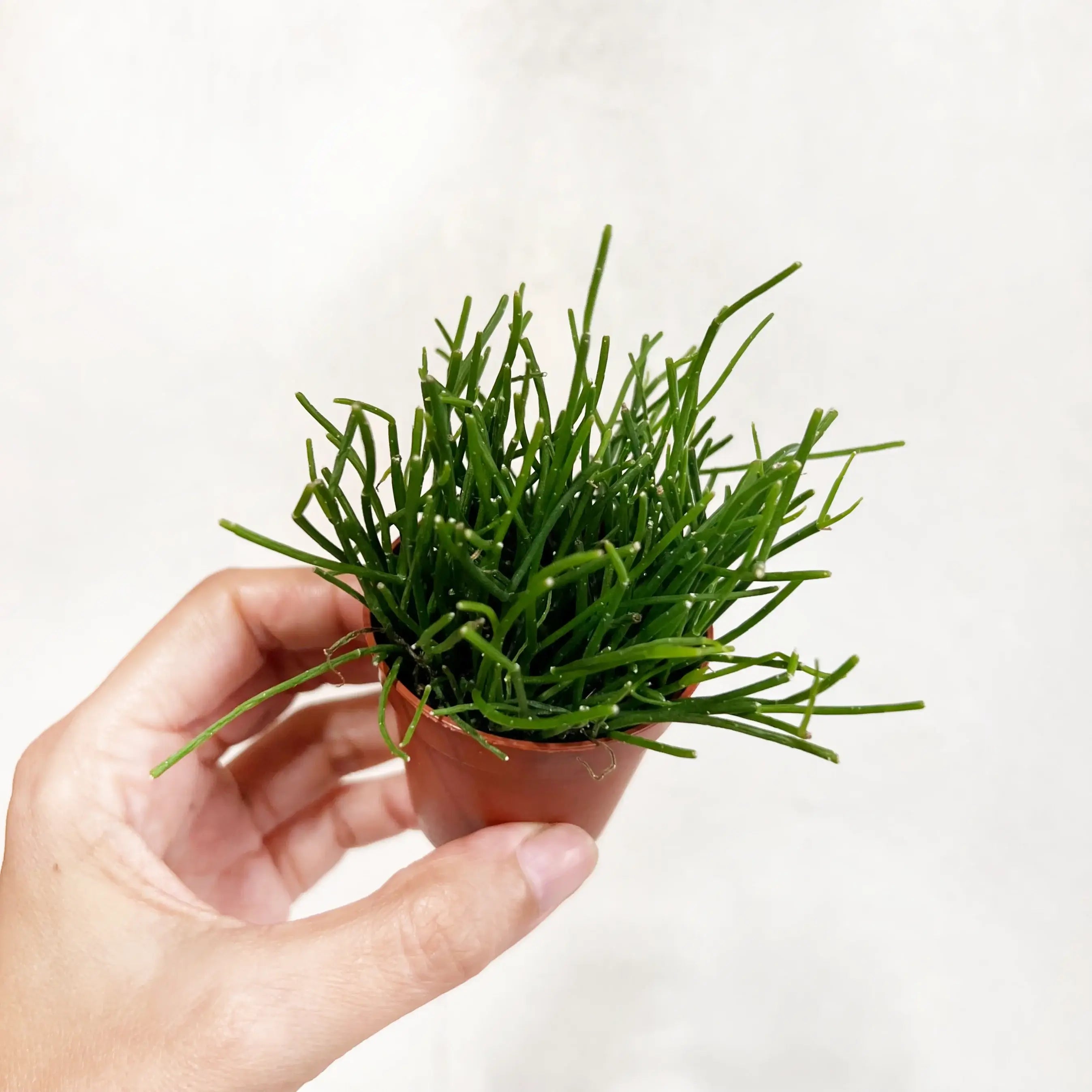 baby Rhipsalis baccifera Oasis