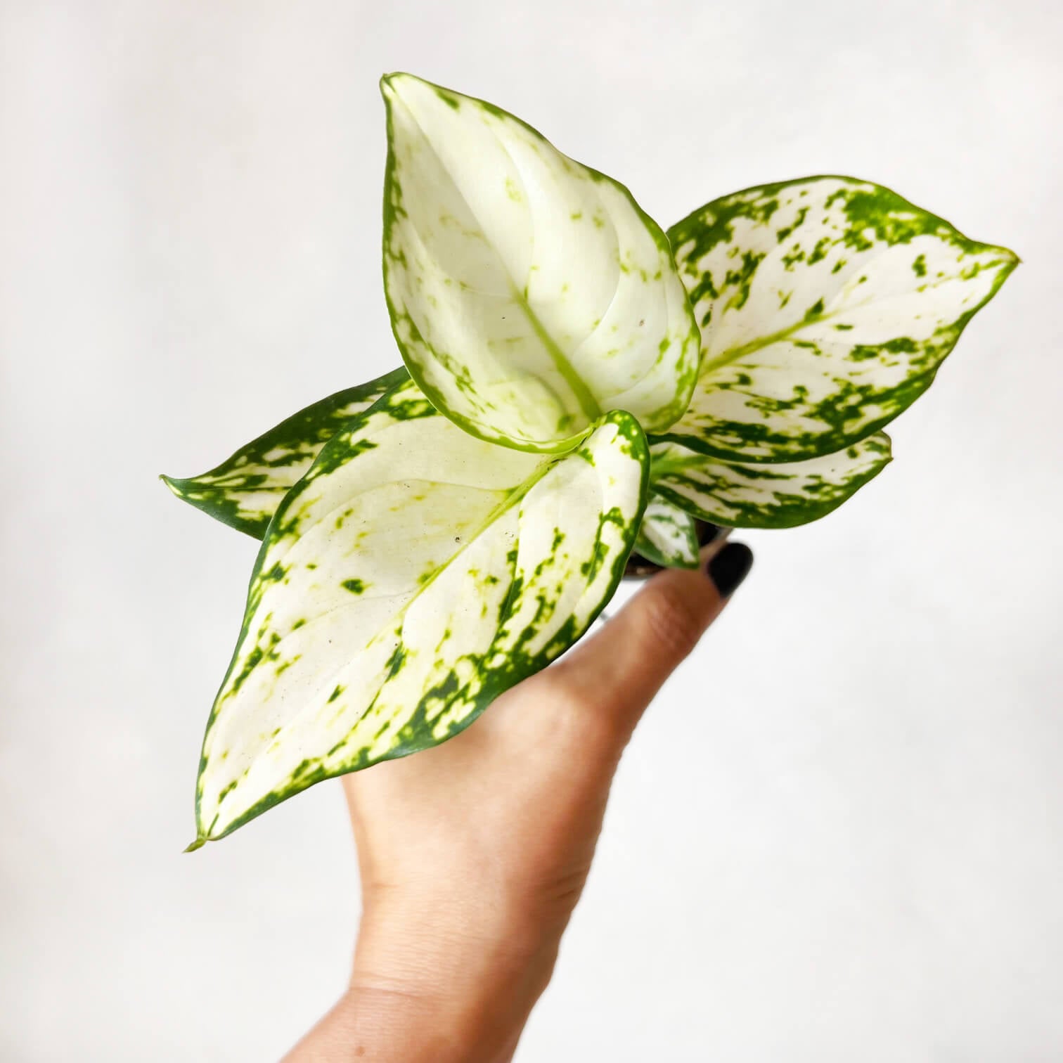 Baby Aglaonema Snowflake