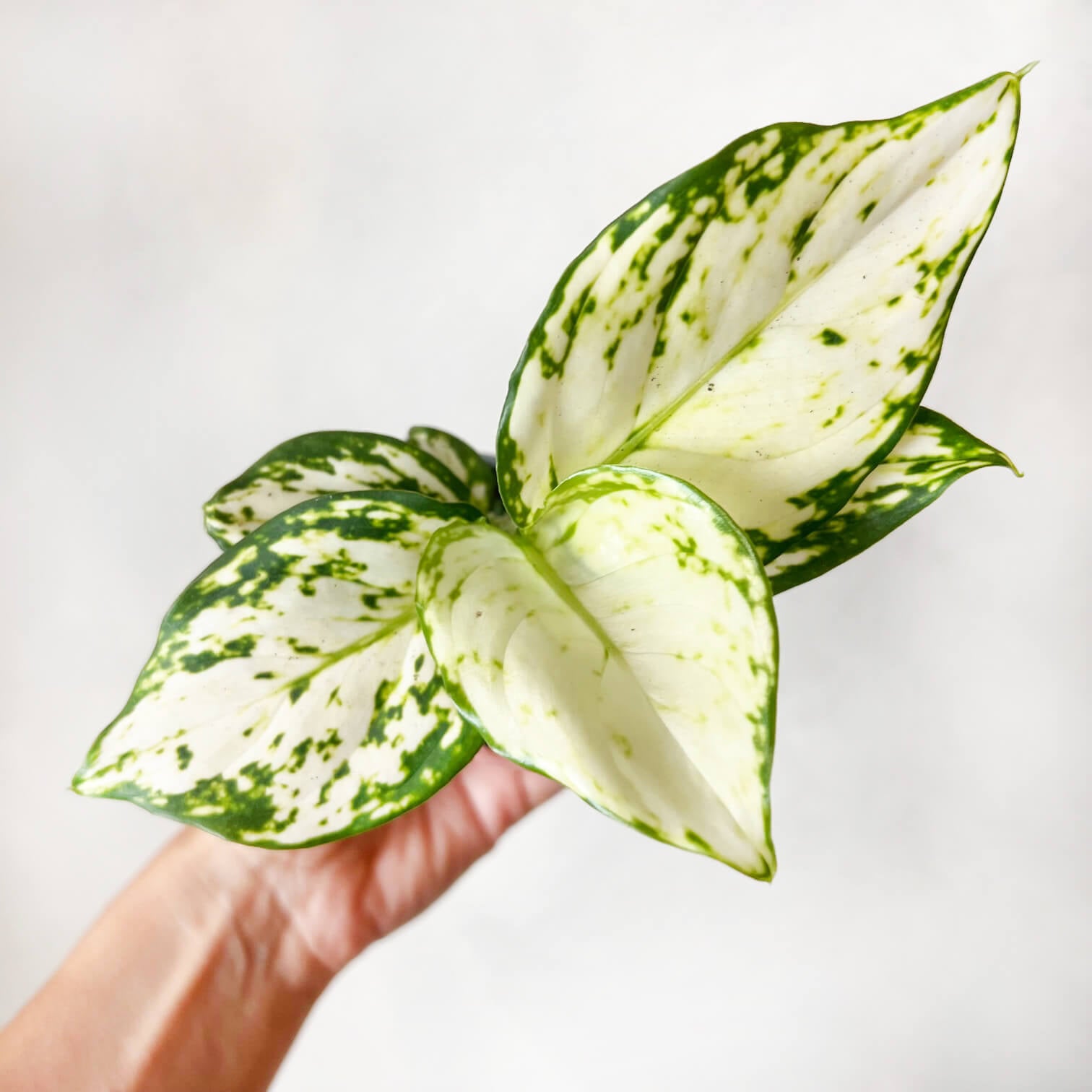 Baby Aglaonema Snowflake