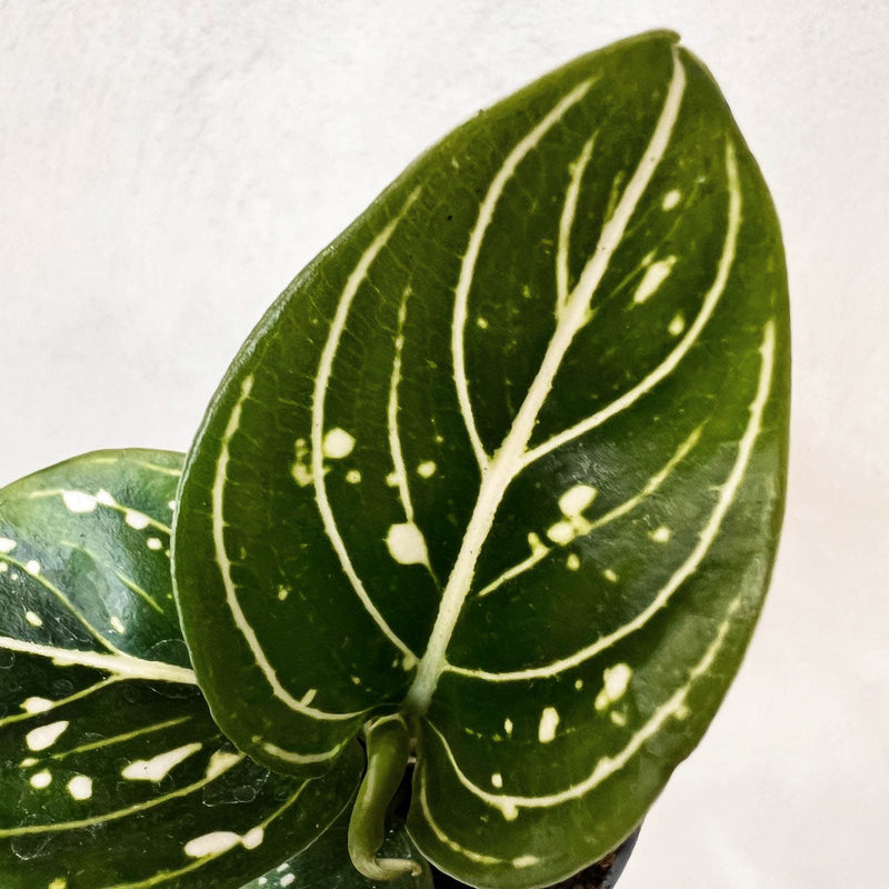 Baby Aglaonema Tom's Pride