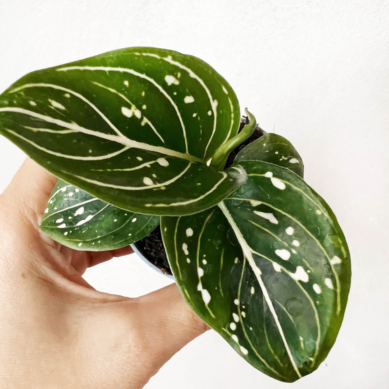 Baby Aglaonema Tom's Pride