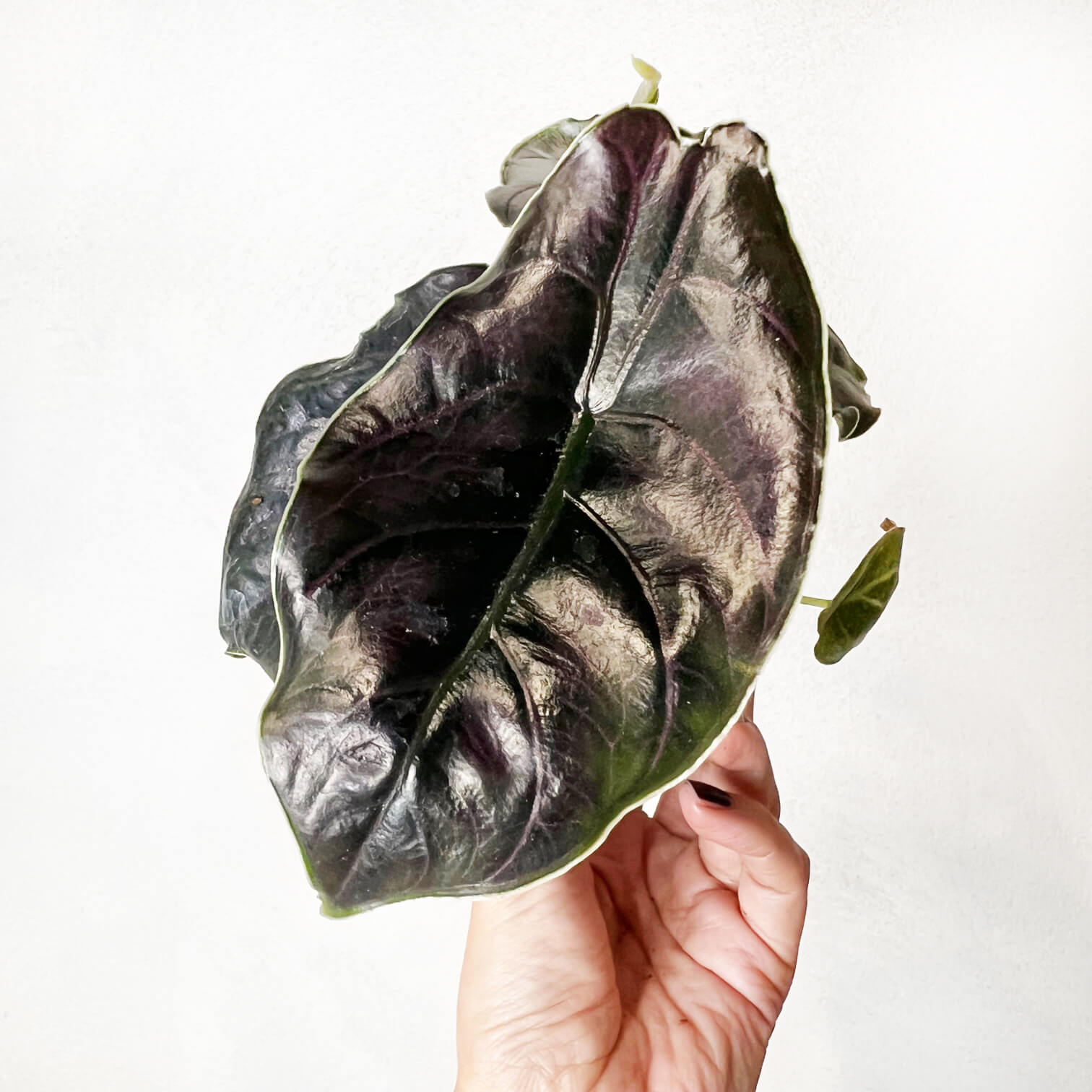 Mini Alocasia Azlanii