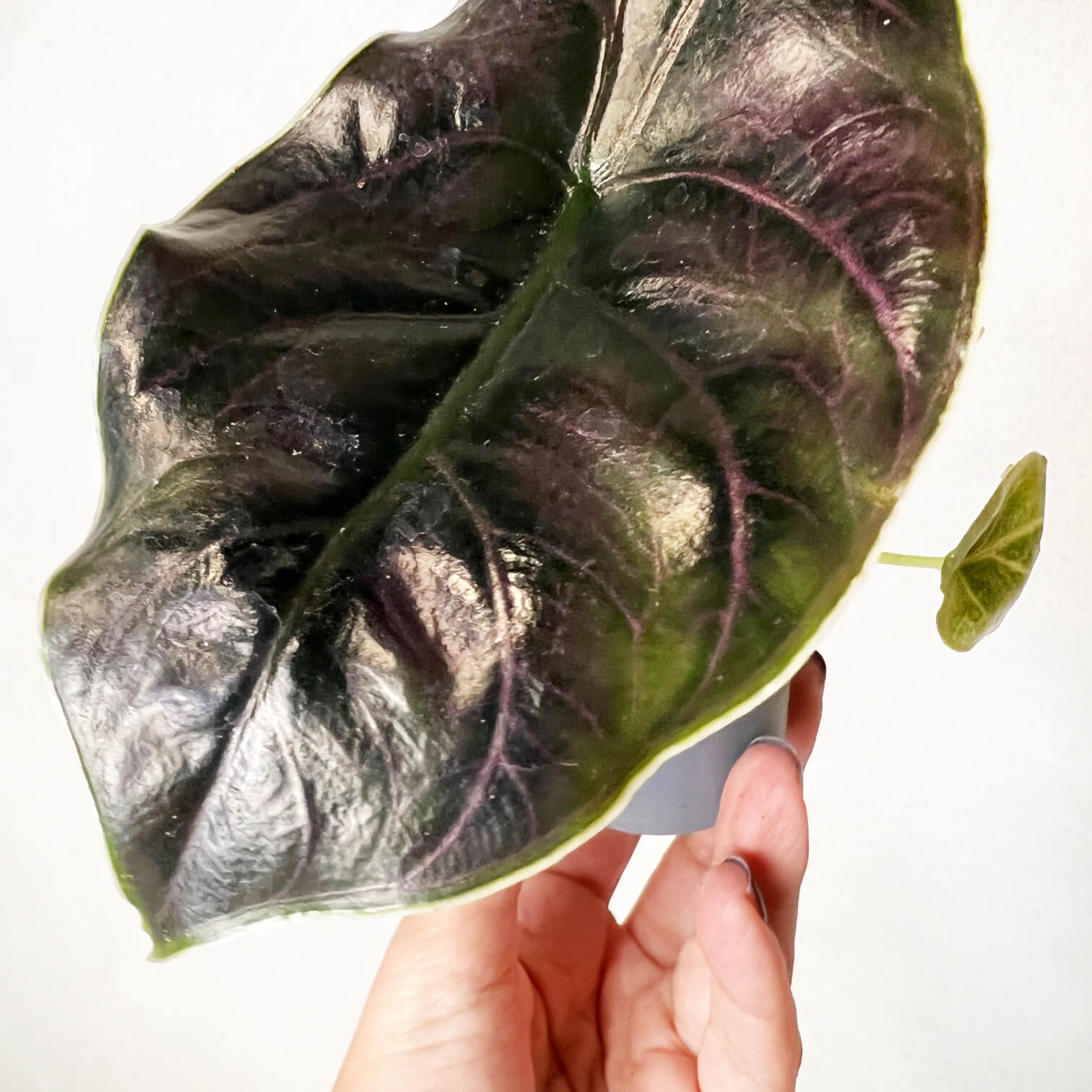 Mini Alocasia Azlanii