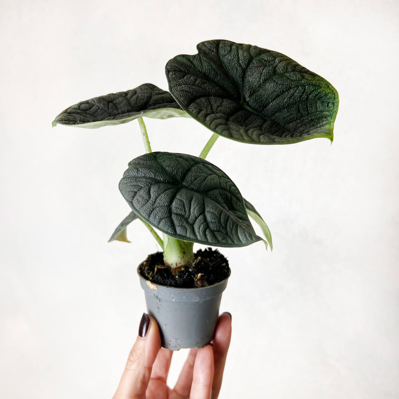 Mini Alocasia Melo