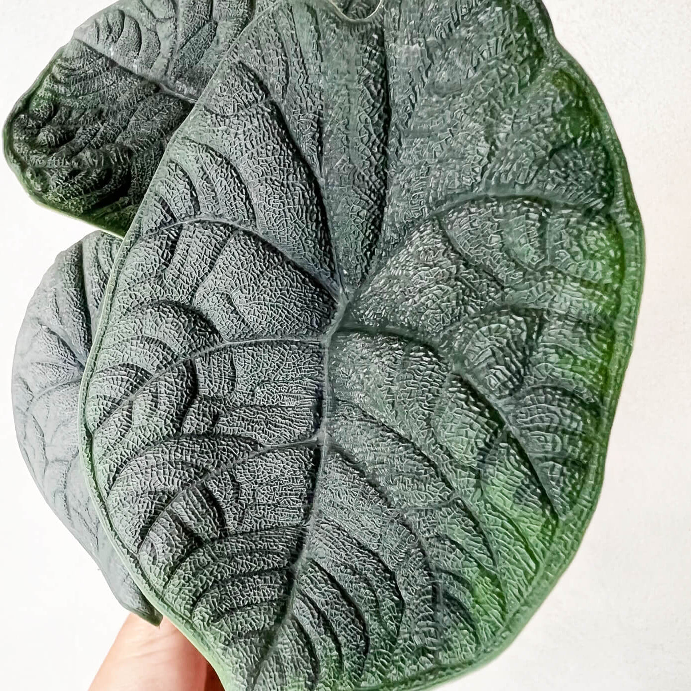 Baby Alocasia Melo