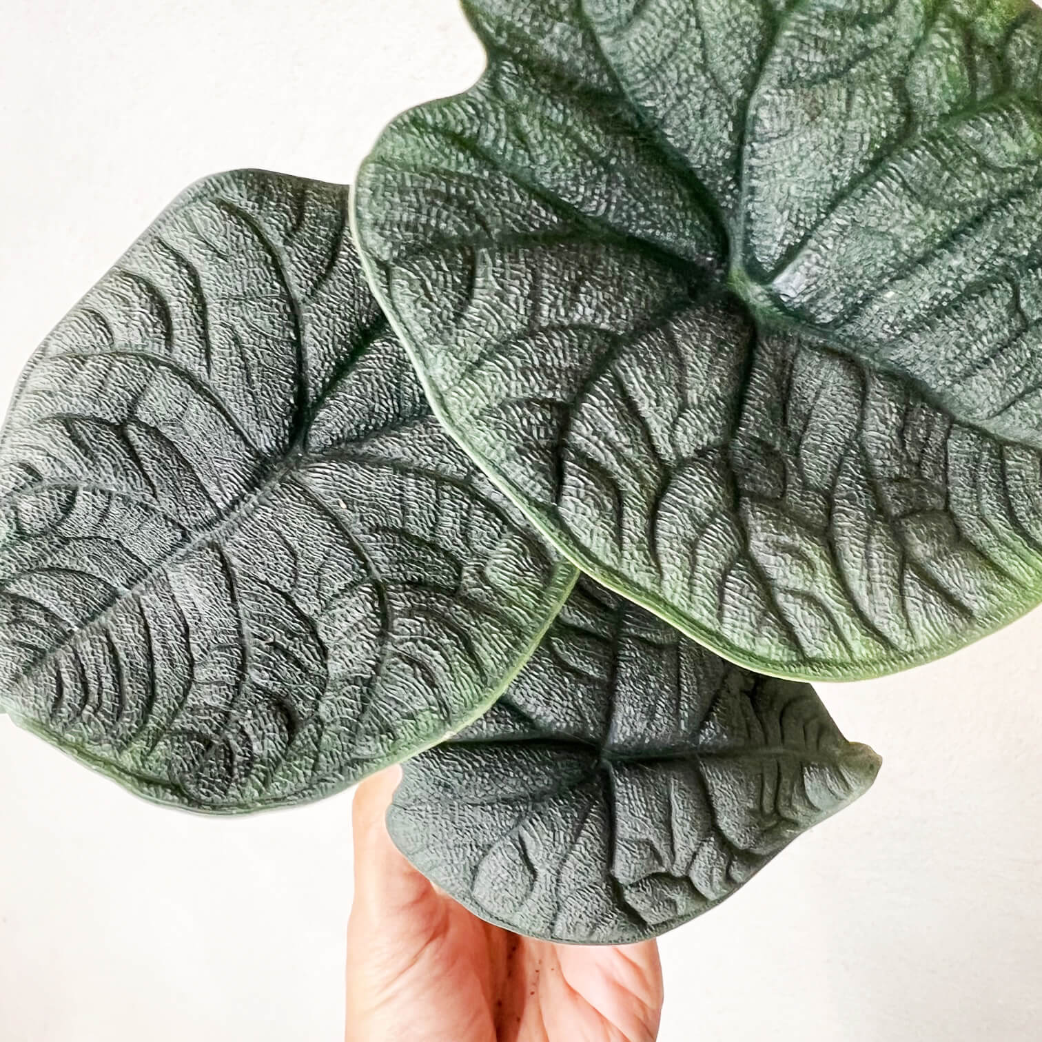 Mini Alocasia Melo