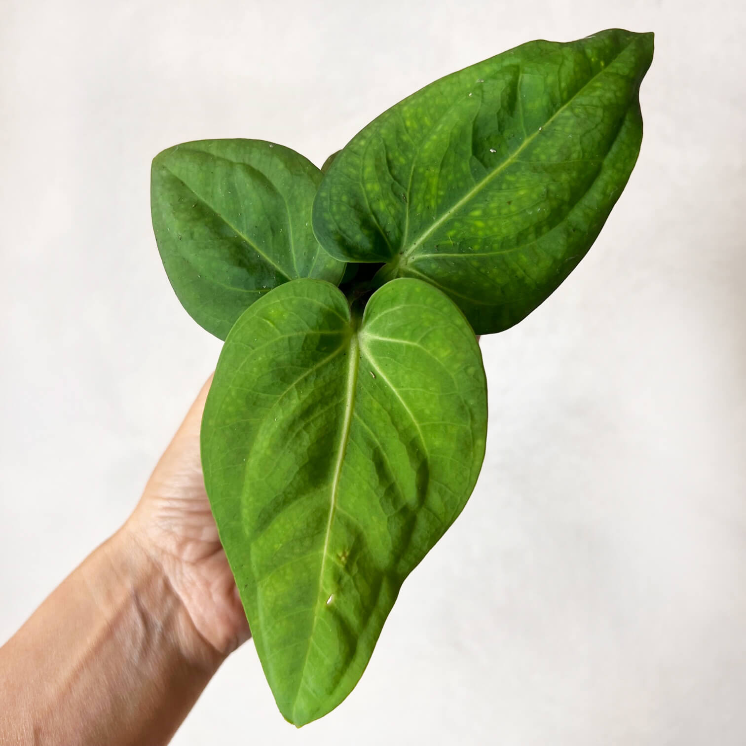 Baby Anthurium Villenaorum
