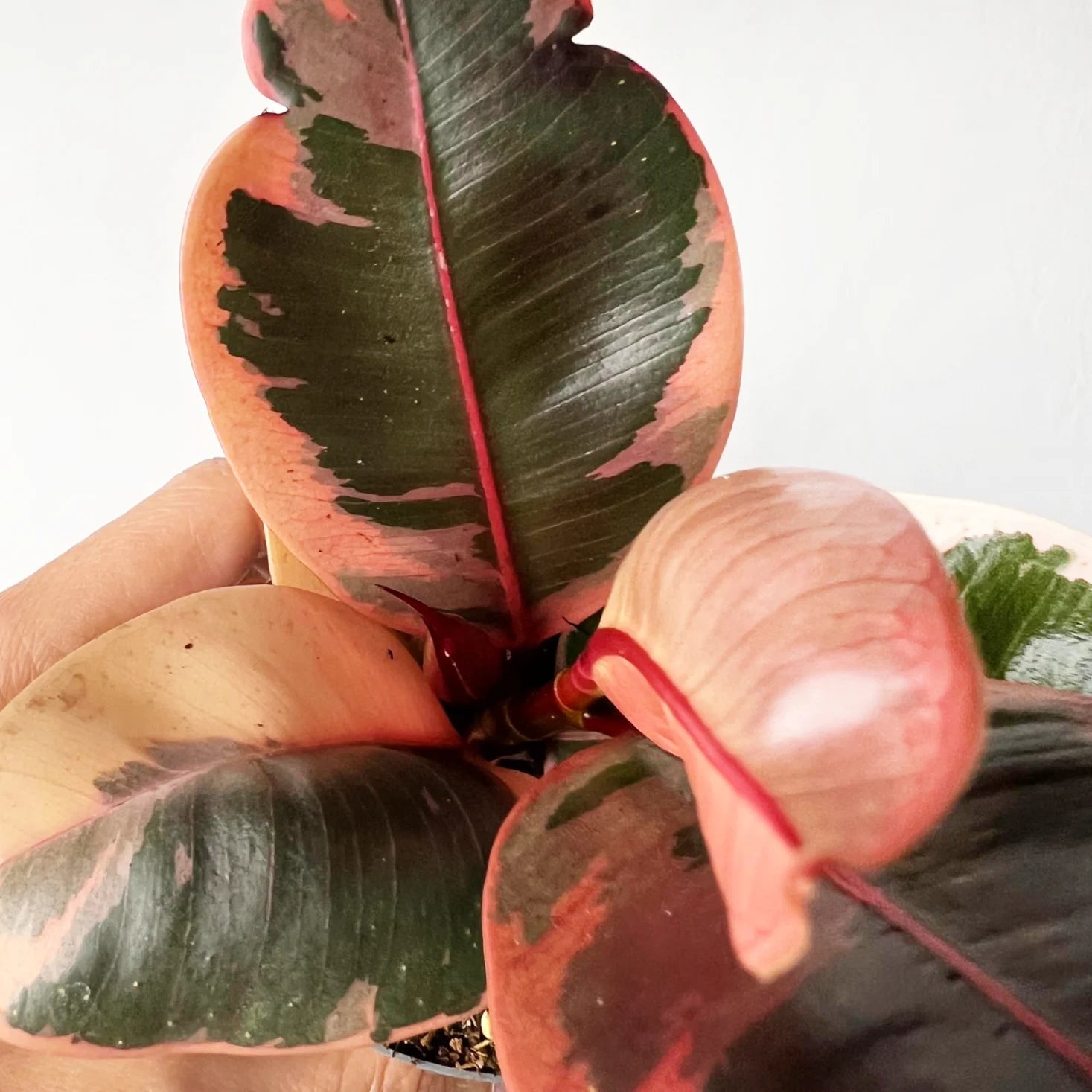 Baby Ficus Belize