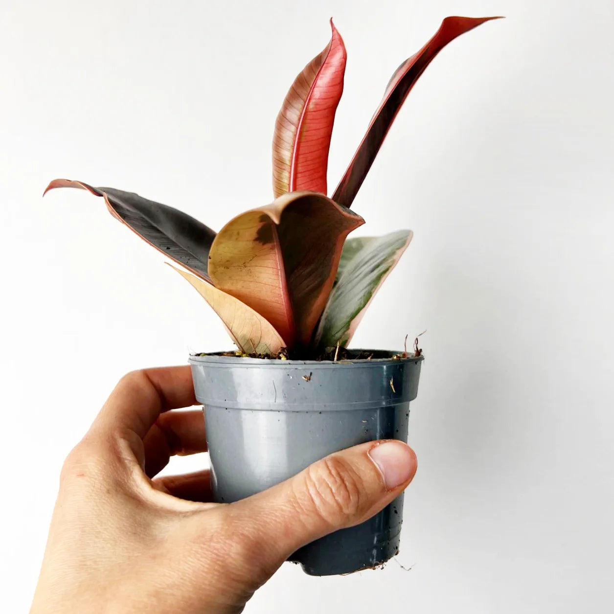 Baby Ficus Belize