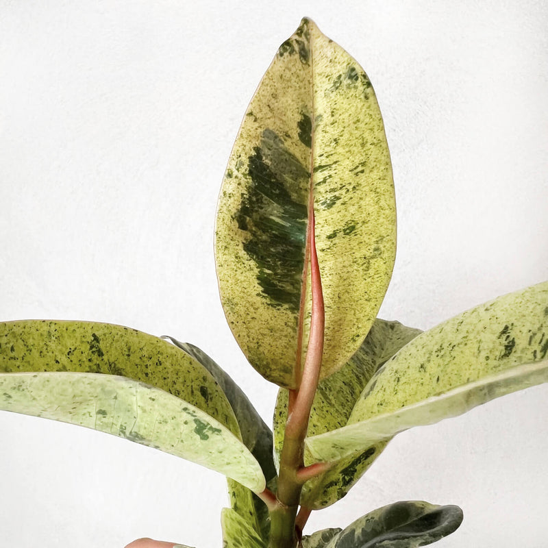 Baby Ficus Moonshine Shivereana Baby Ficus Moonshine Shivereana