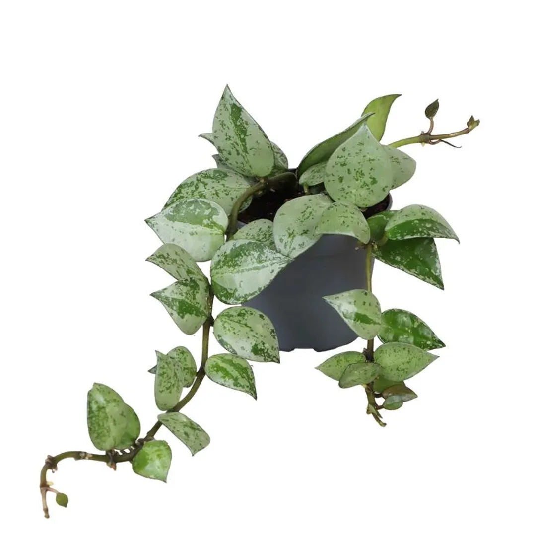 Hoya Krohniana Eskimo