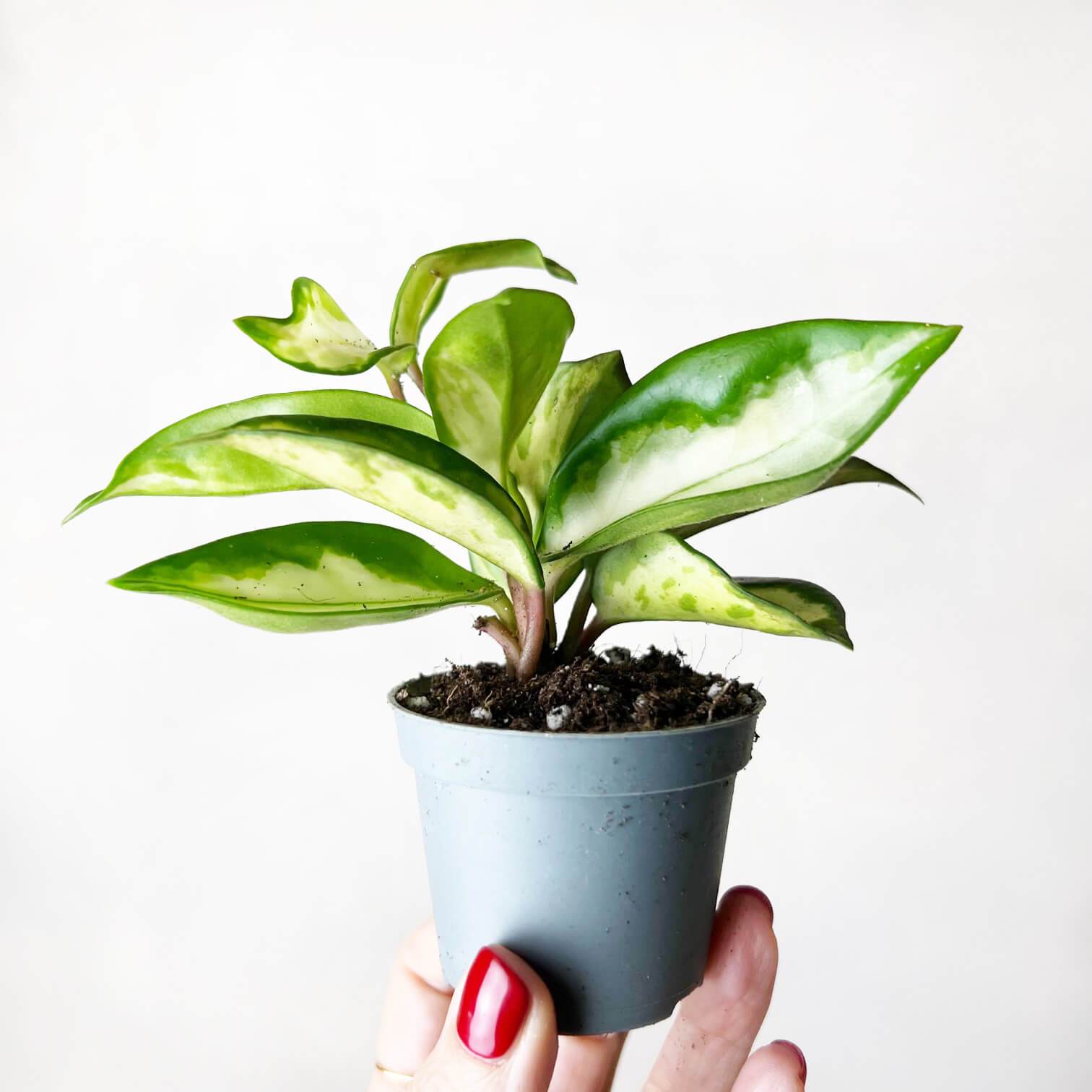 Baby Hoya Carnosa Tricolor