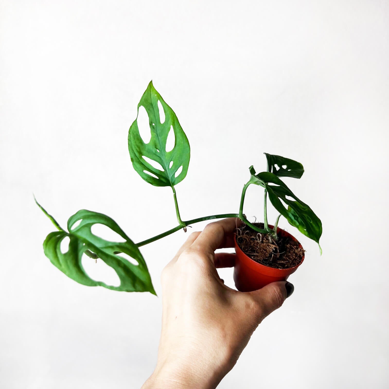 Baby Monstera Esqueleto