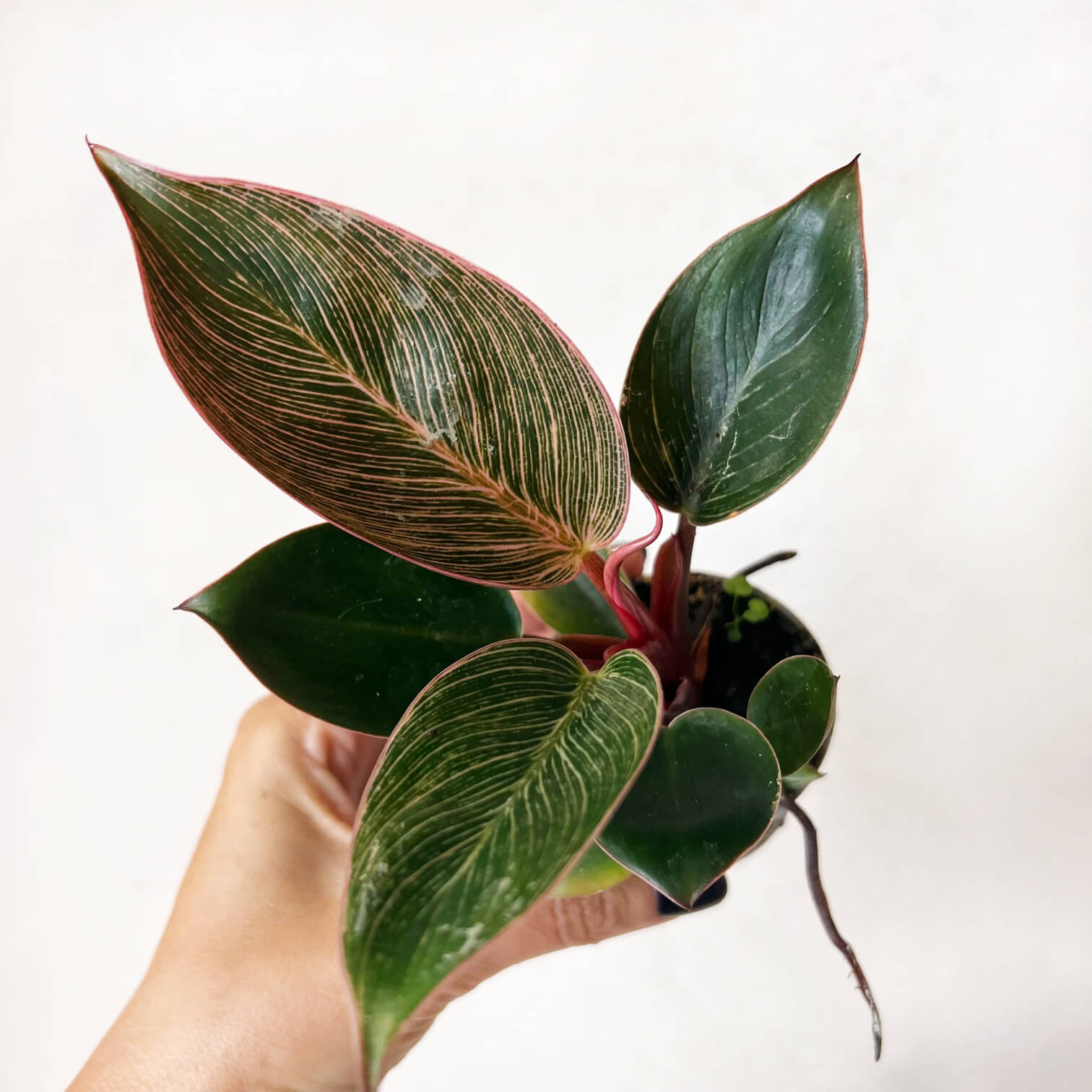 Baby Philodendron Pink Birkin