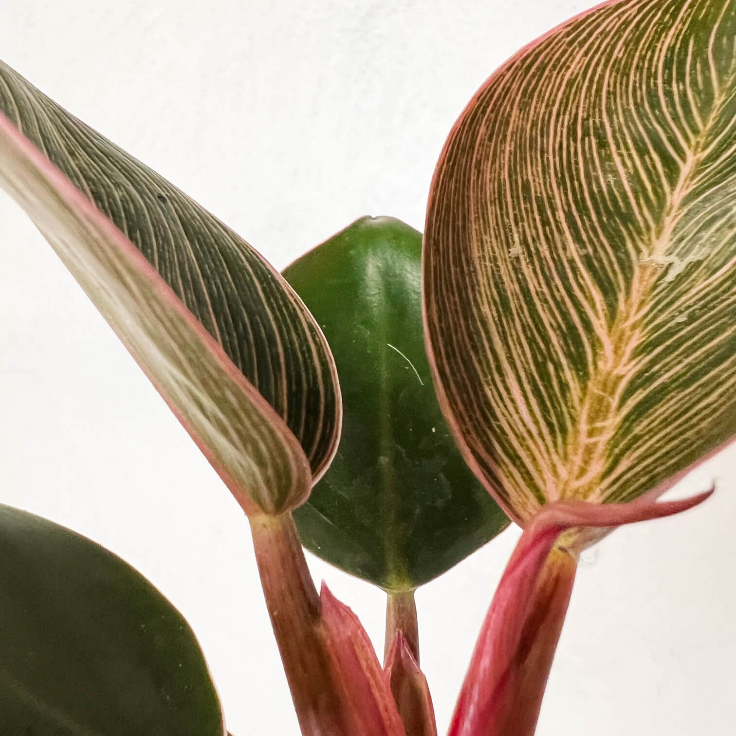 Baby Philodendron Pink Birkin