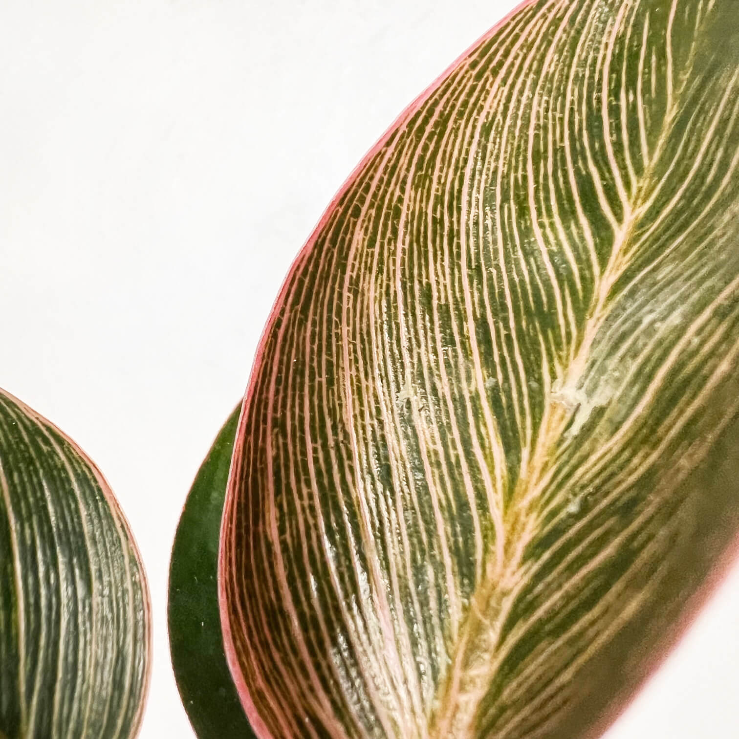 Baby Philodendron Pink Birkin