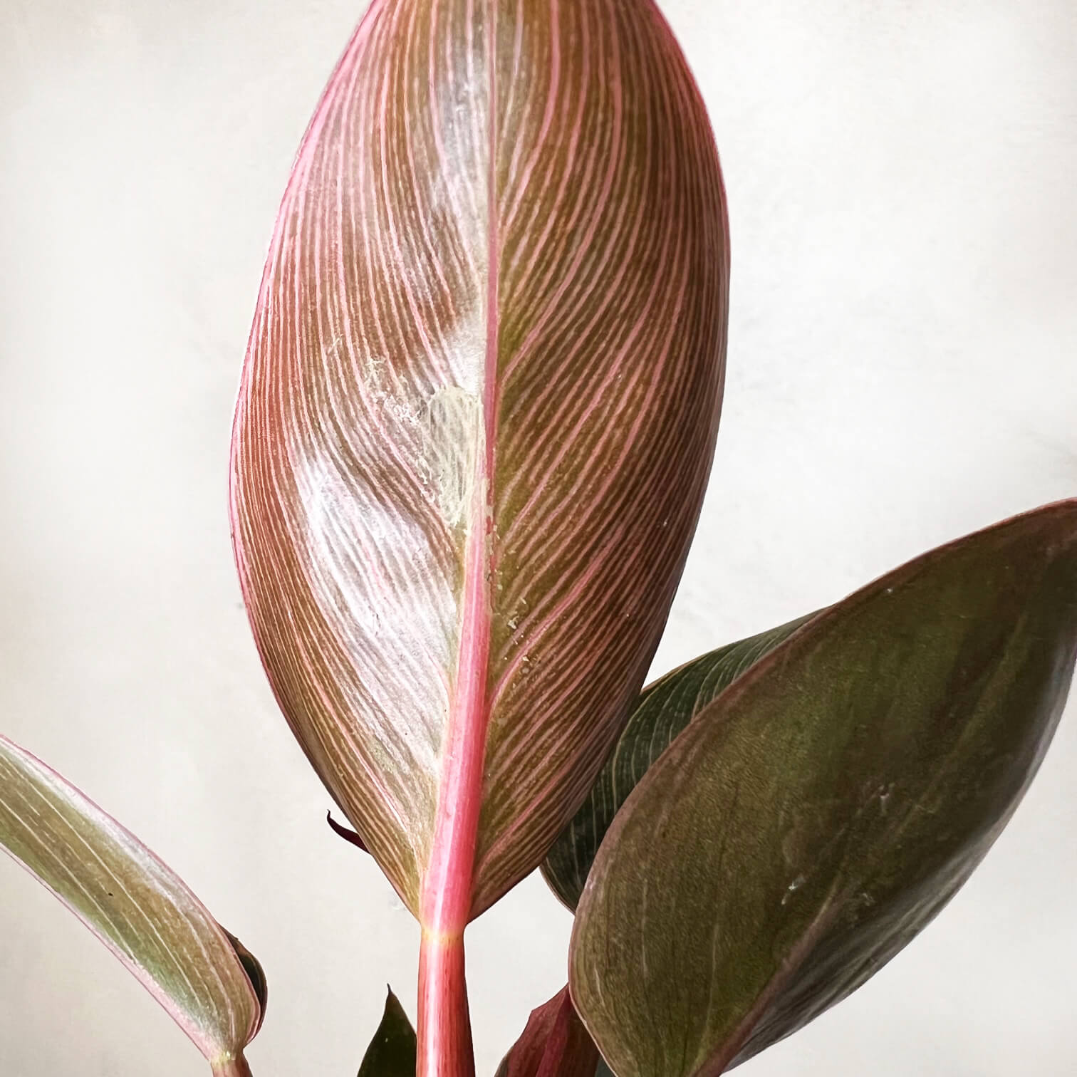 Baby Philodendron Pink Birkin