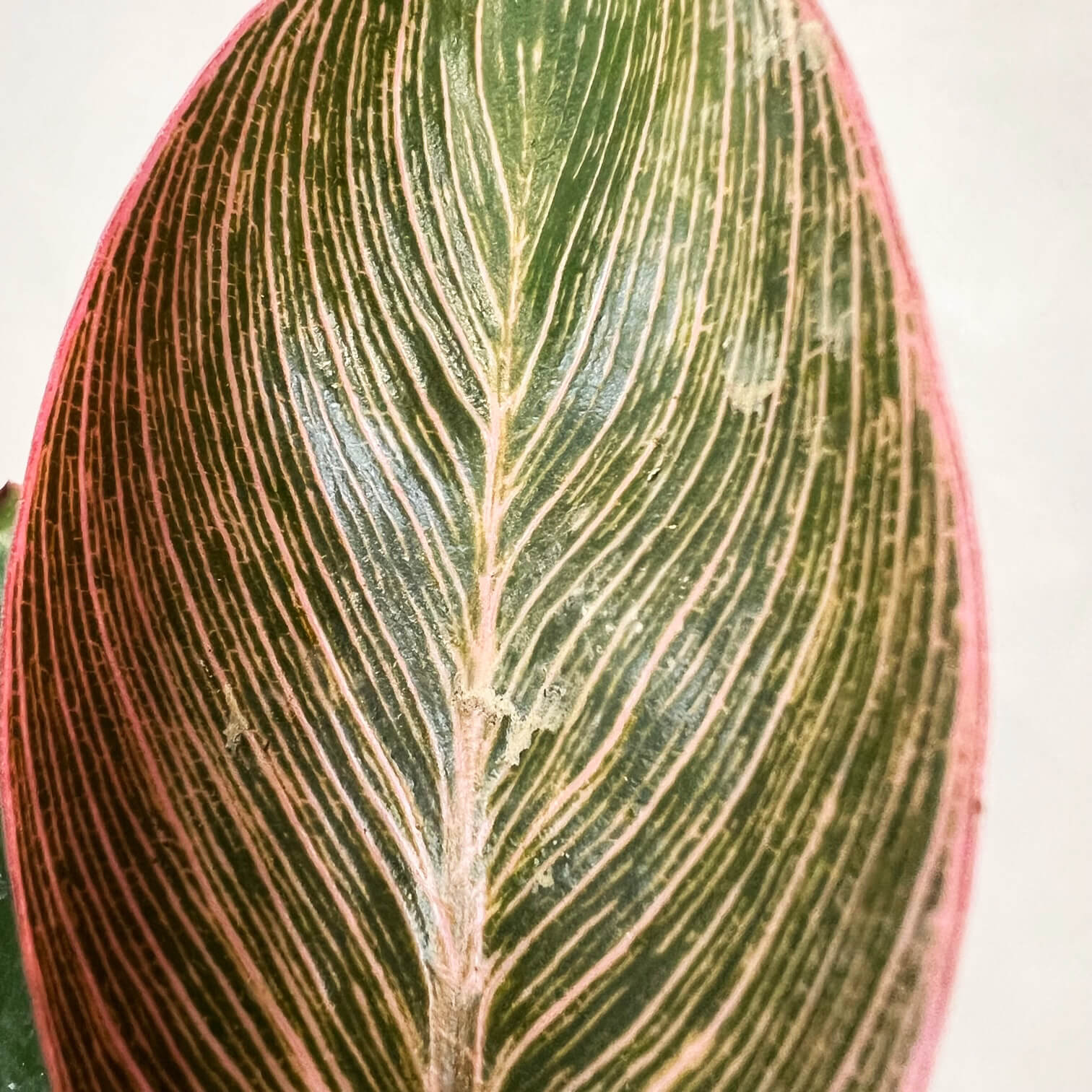 Baby Philodendron Pink Birkin