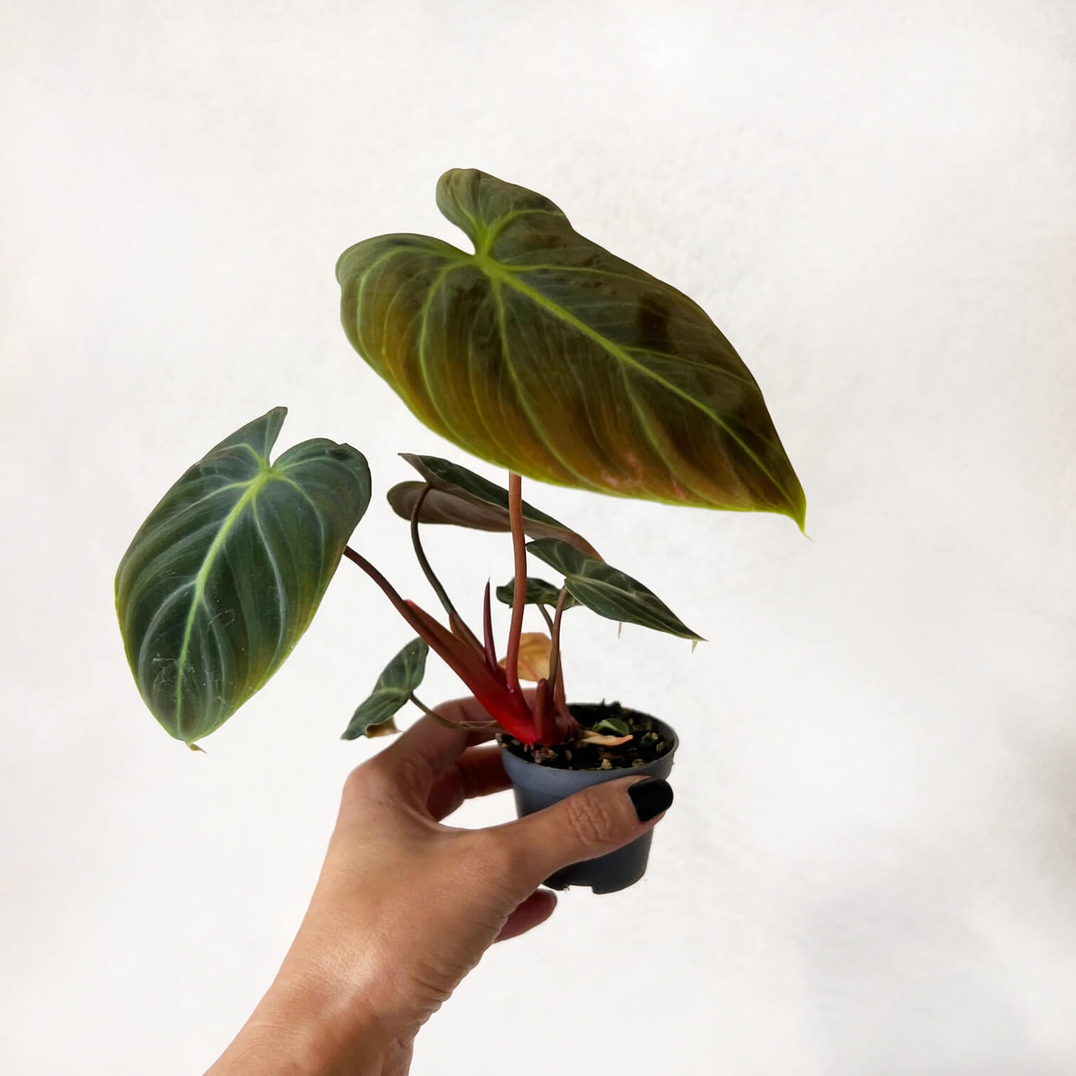 Baby Philodendron El Choco Red