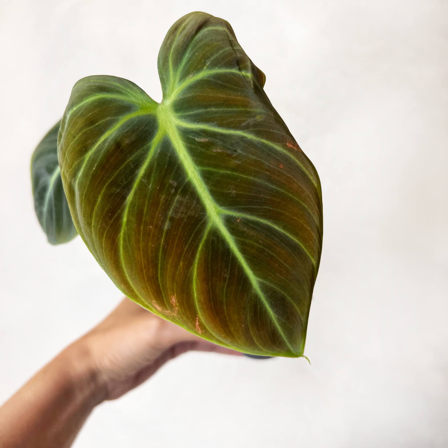 Baby Philodendron El Choco Red