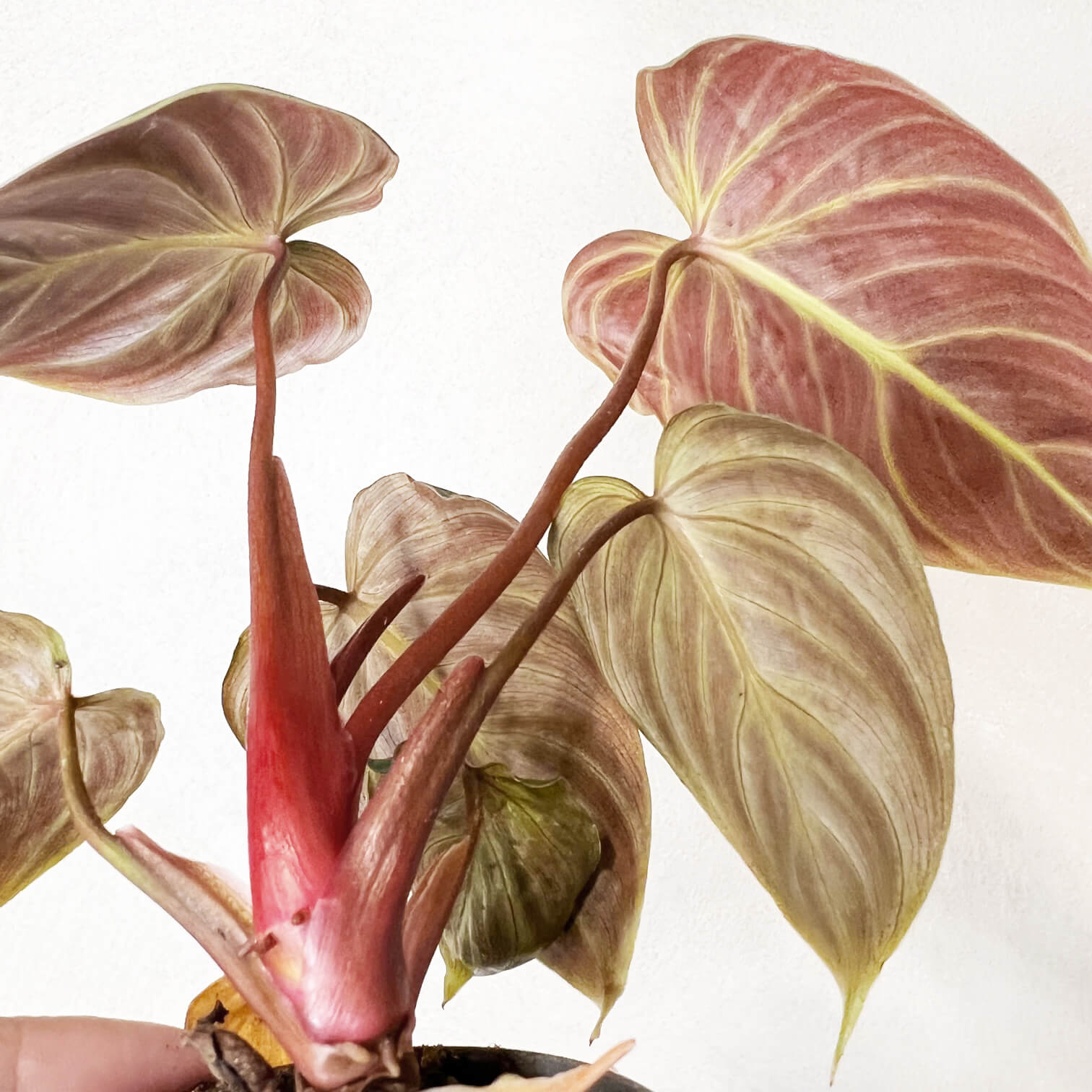 Baby Philodendron El Choco Red