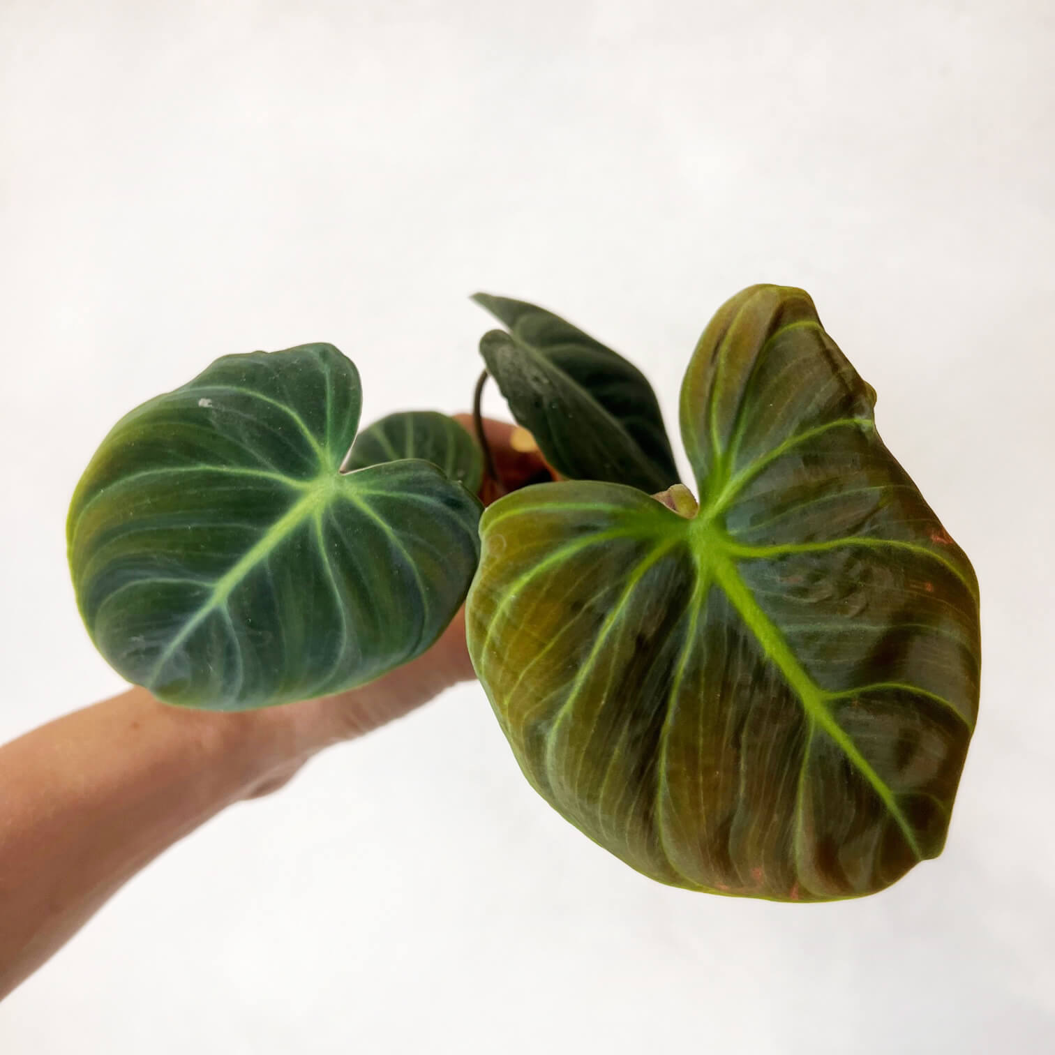 Baby Philodendron El Choco Red