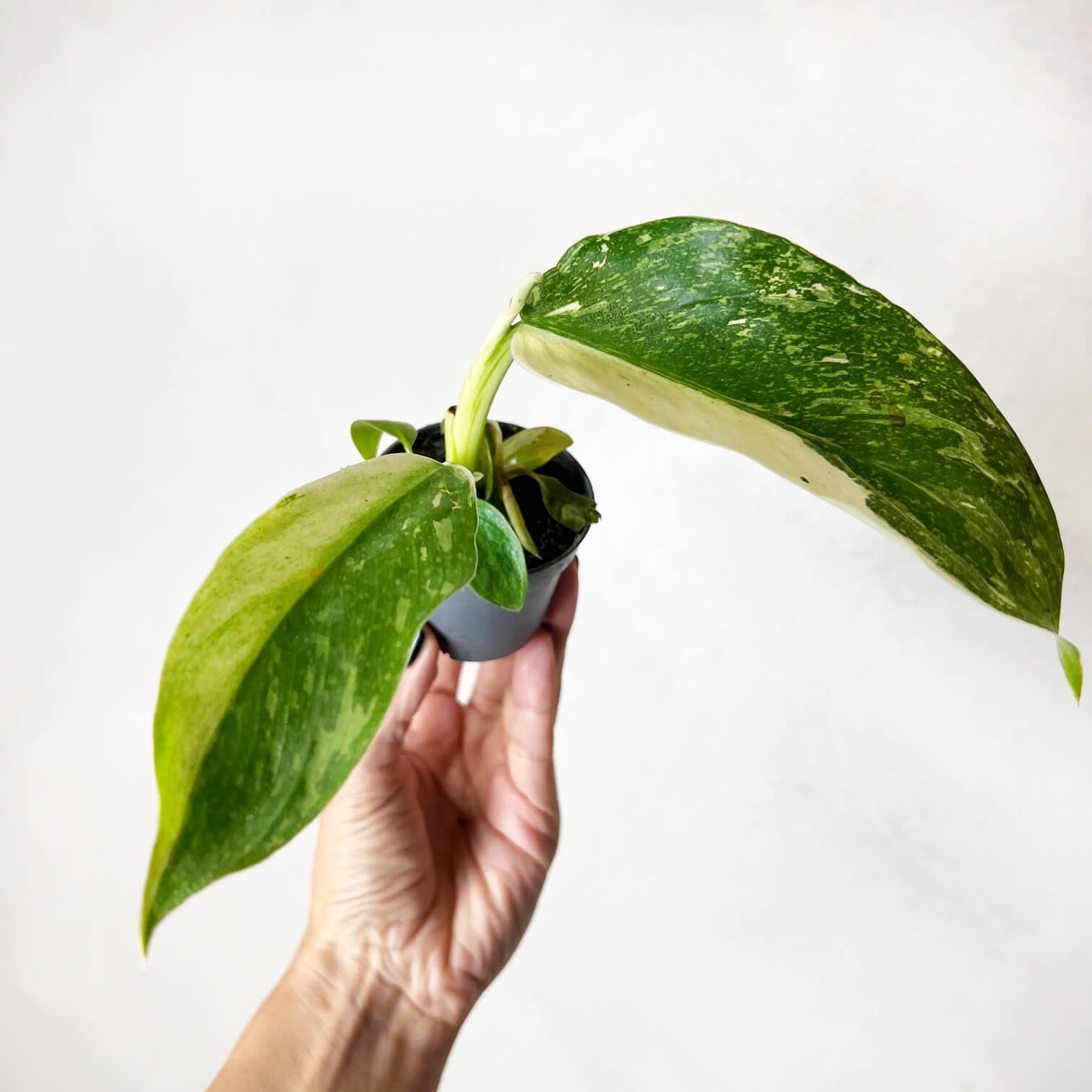 Baby Philodendron Jose Buono