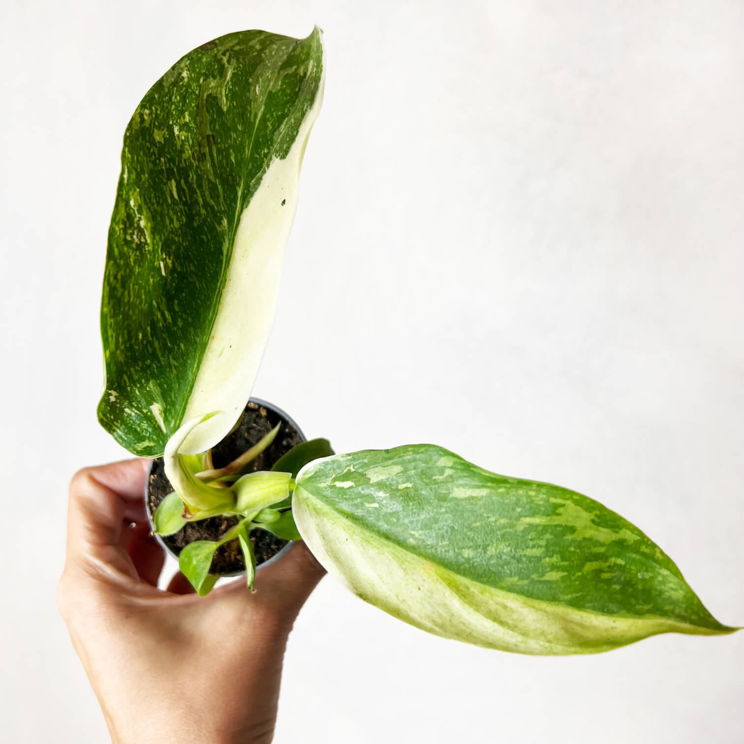 Baby Philodendron Jose Buono