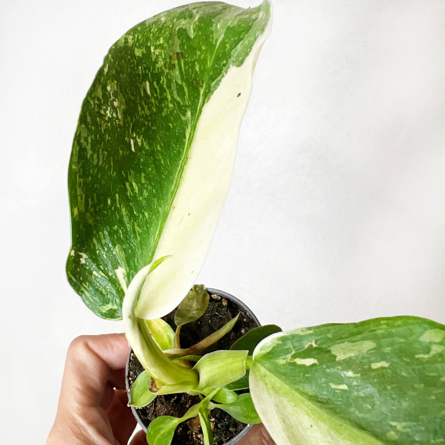 Baby Philodendron Jose Buono