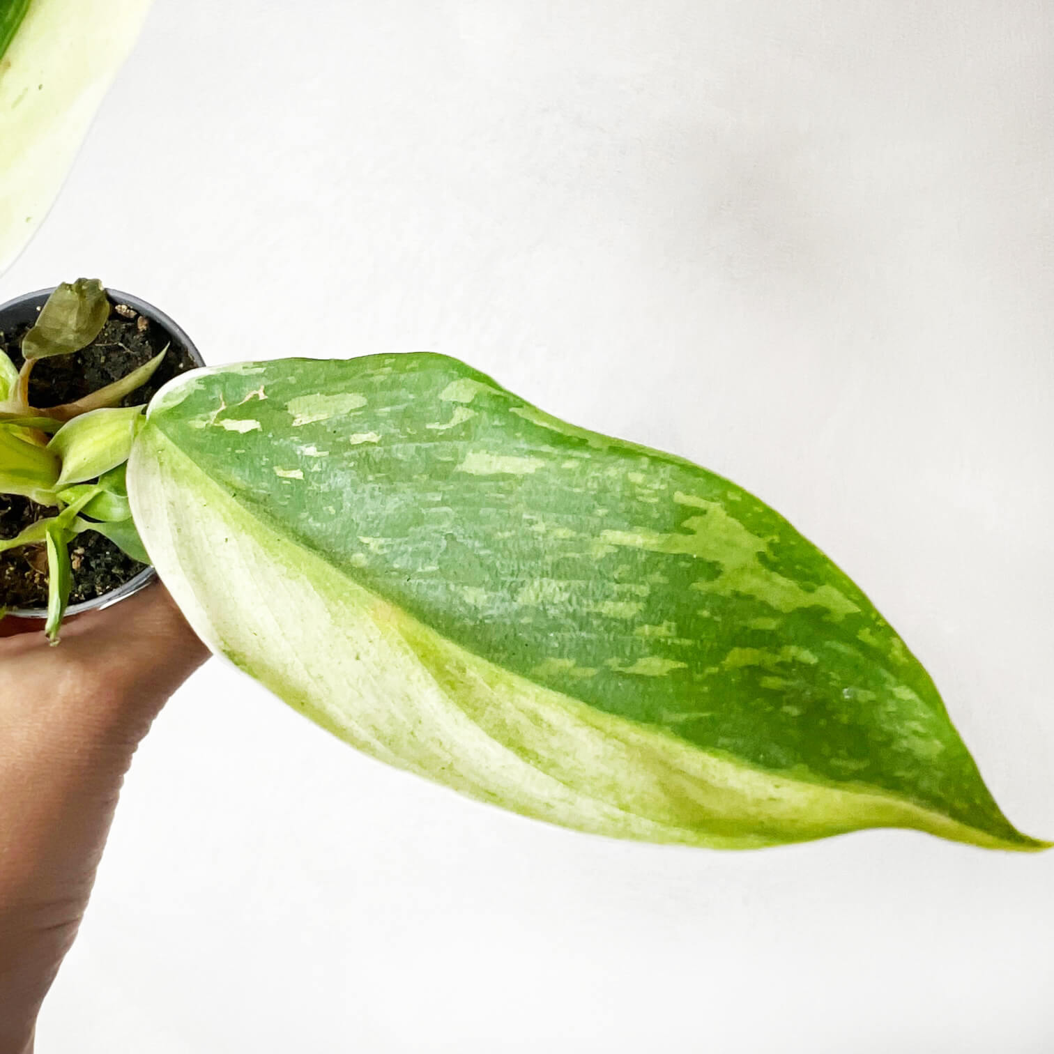 Baby Philodendron Jose Buono