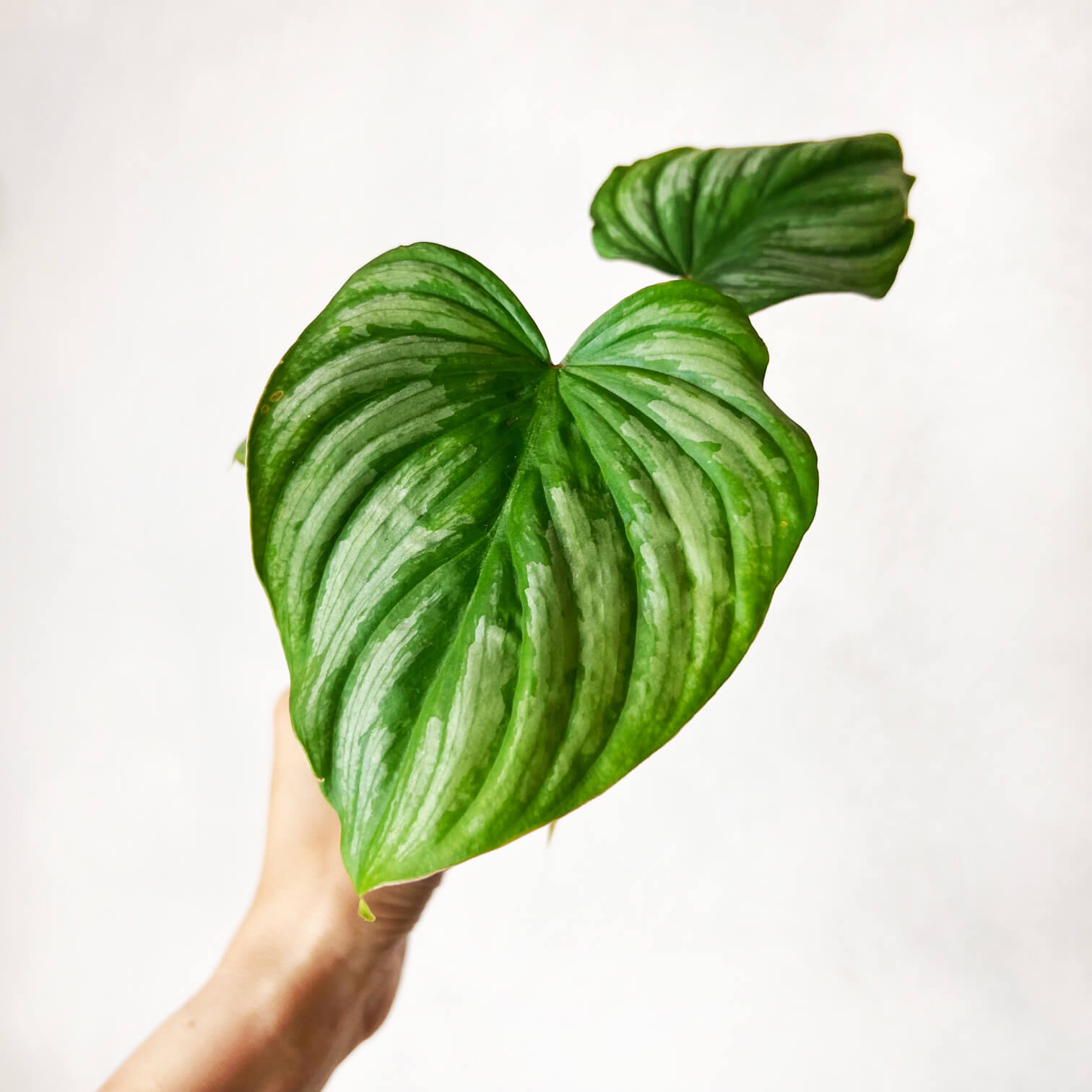 Baby Philodendron Mamei