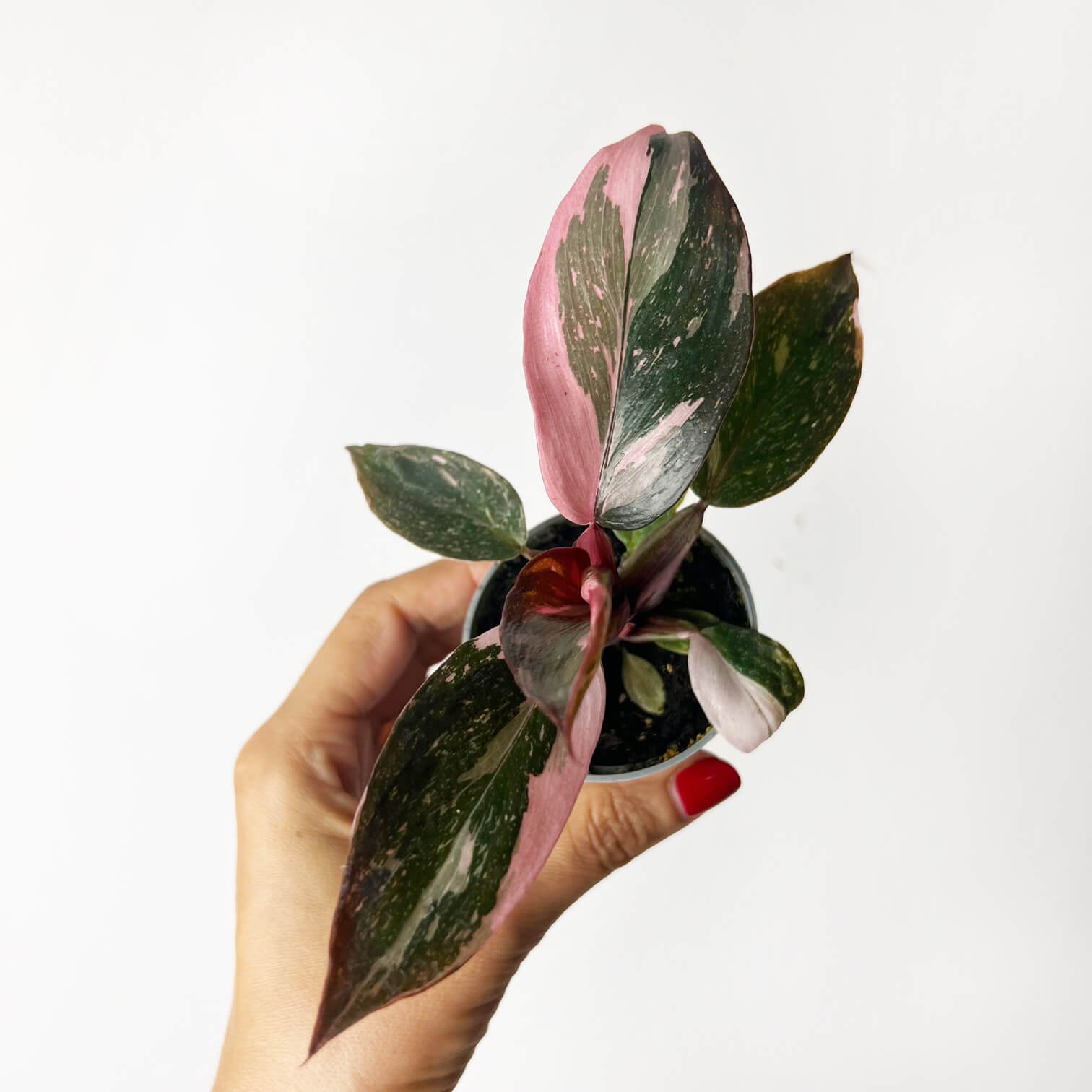 Philodendron Pink Marble