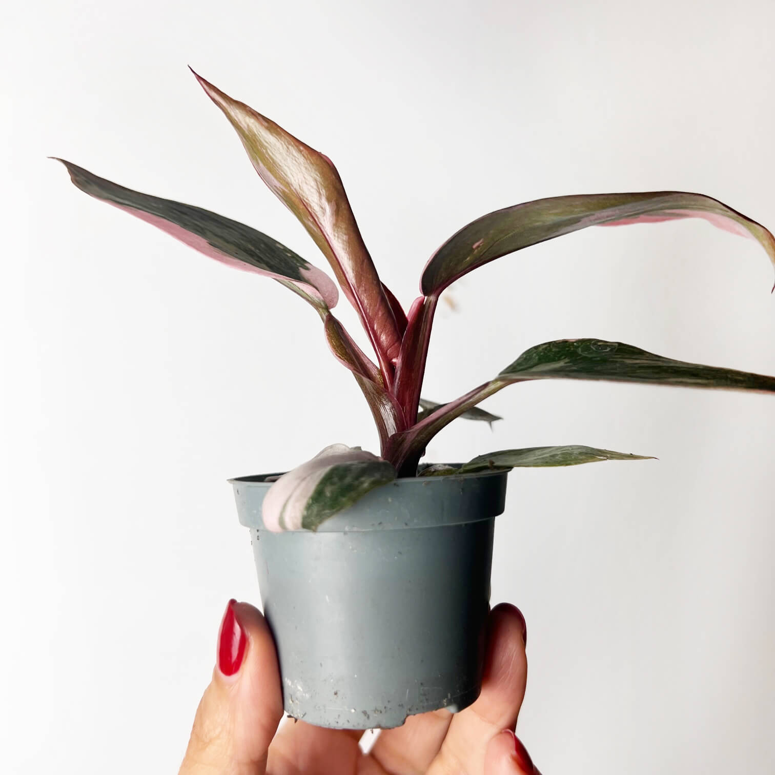 Philodendron Pink Marble