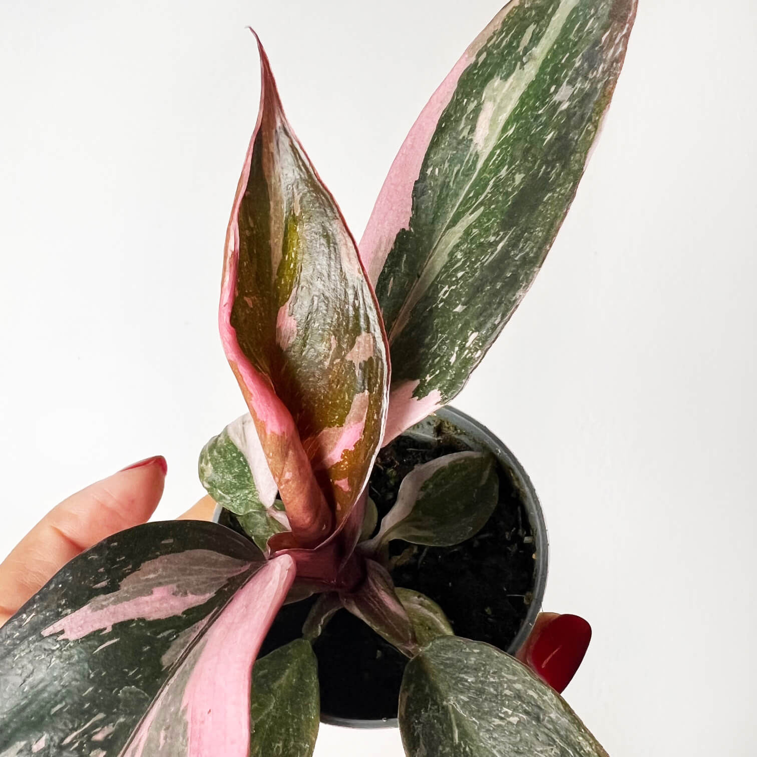 Philodendron Pink Marble