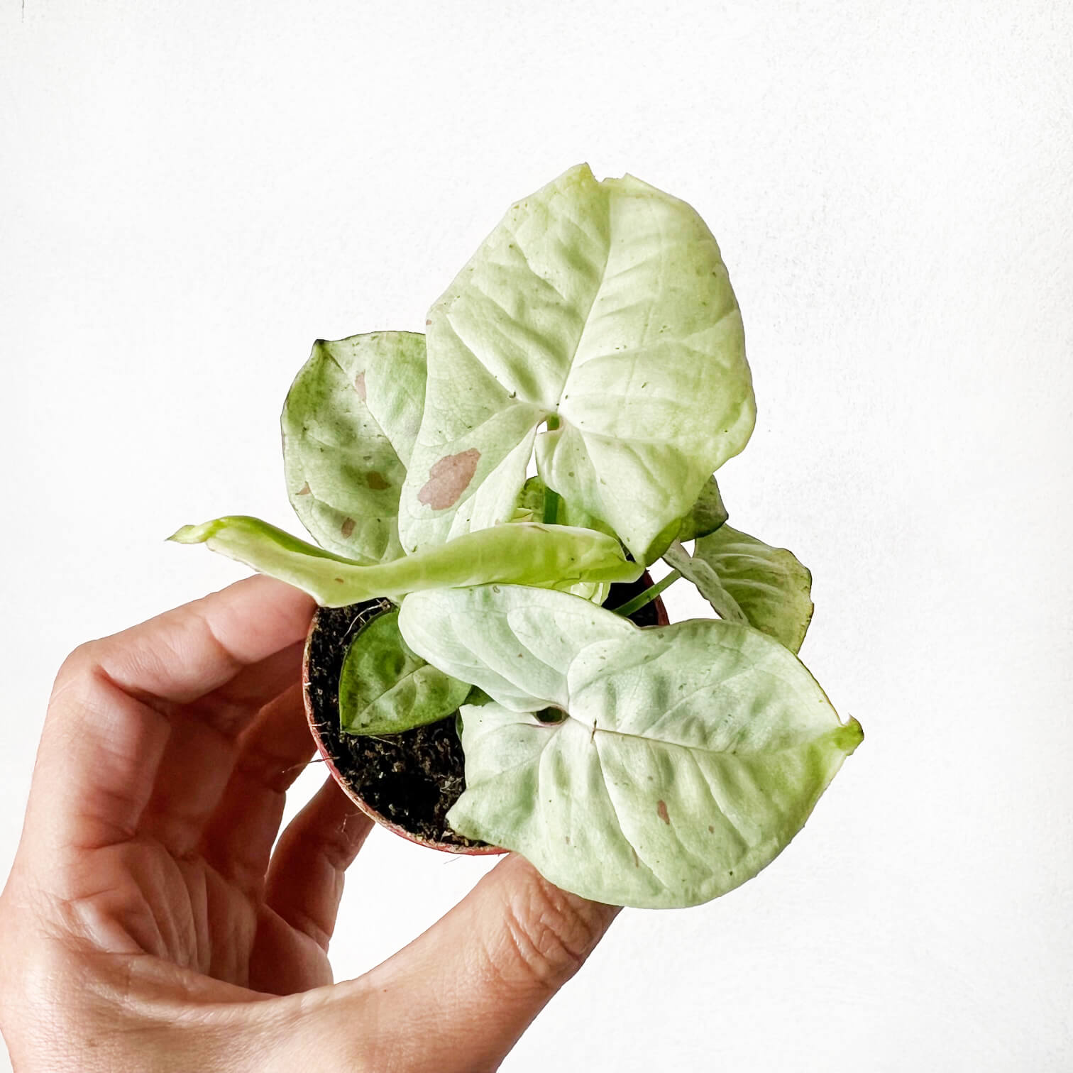 Baby Syngonium Confetti