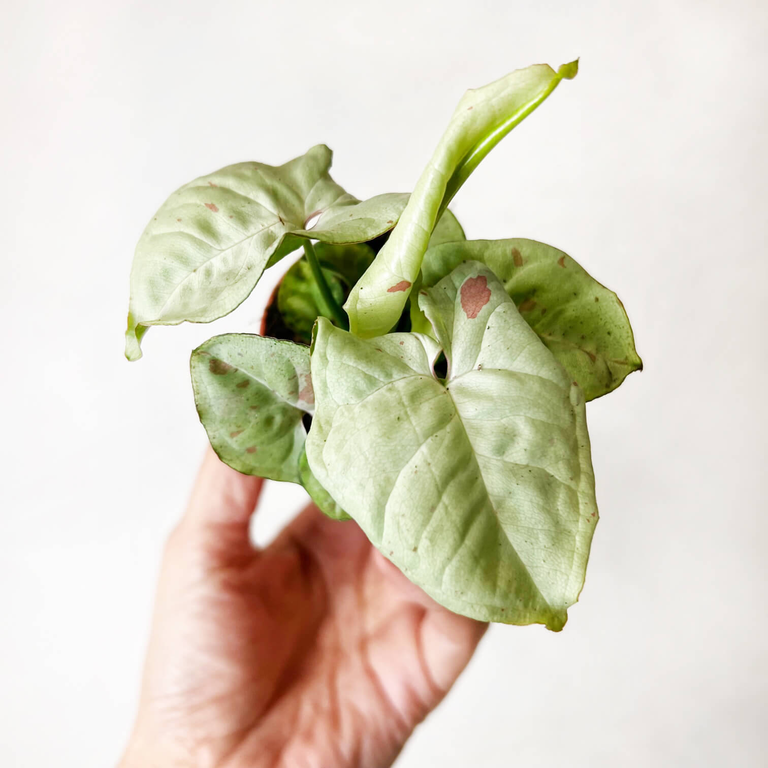 Baby Syngonium Confetti